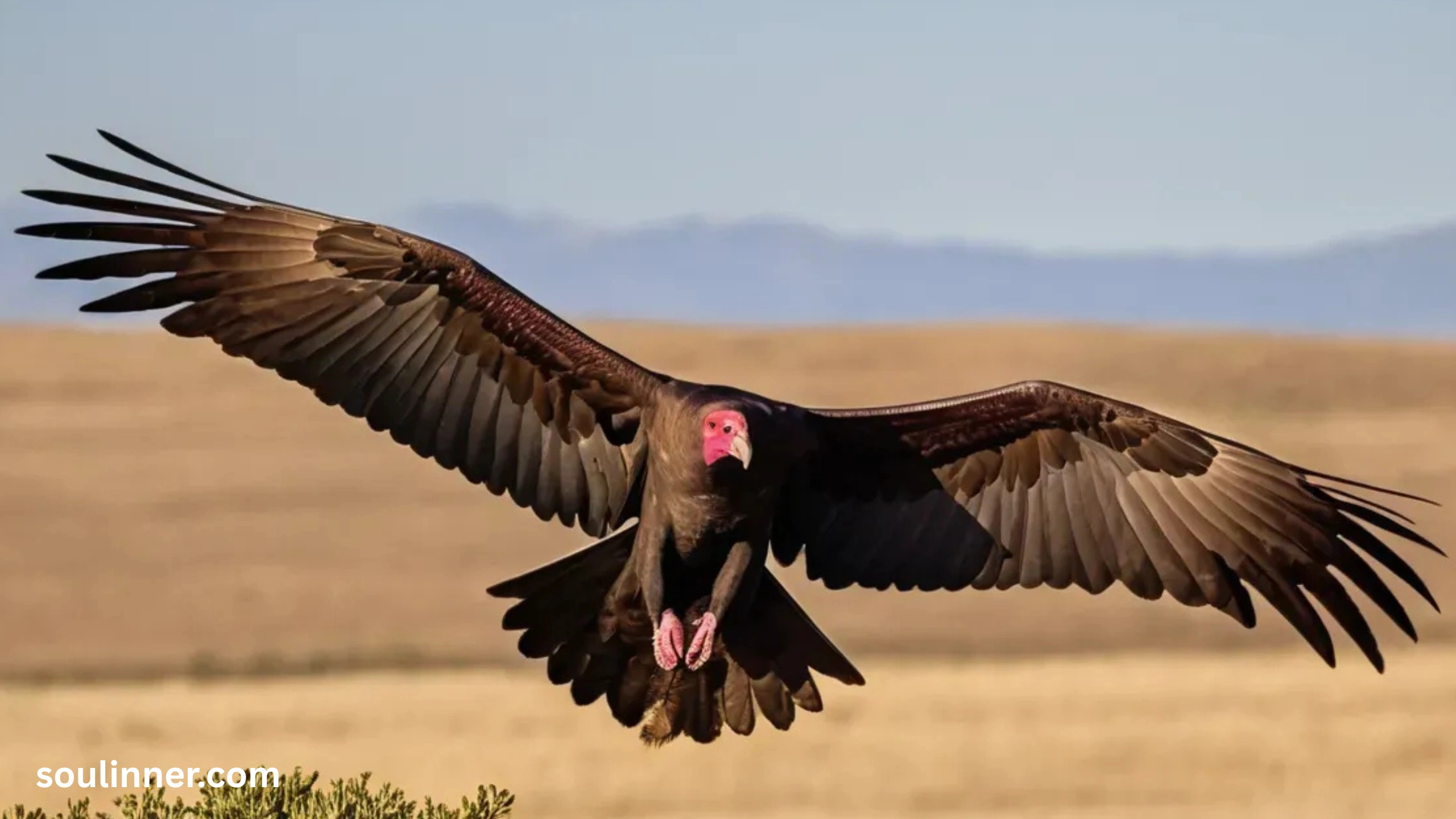 Vulture Spiritual Meaning