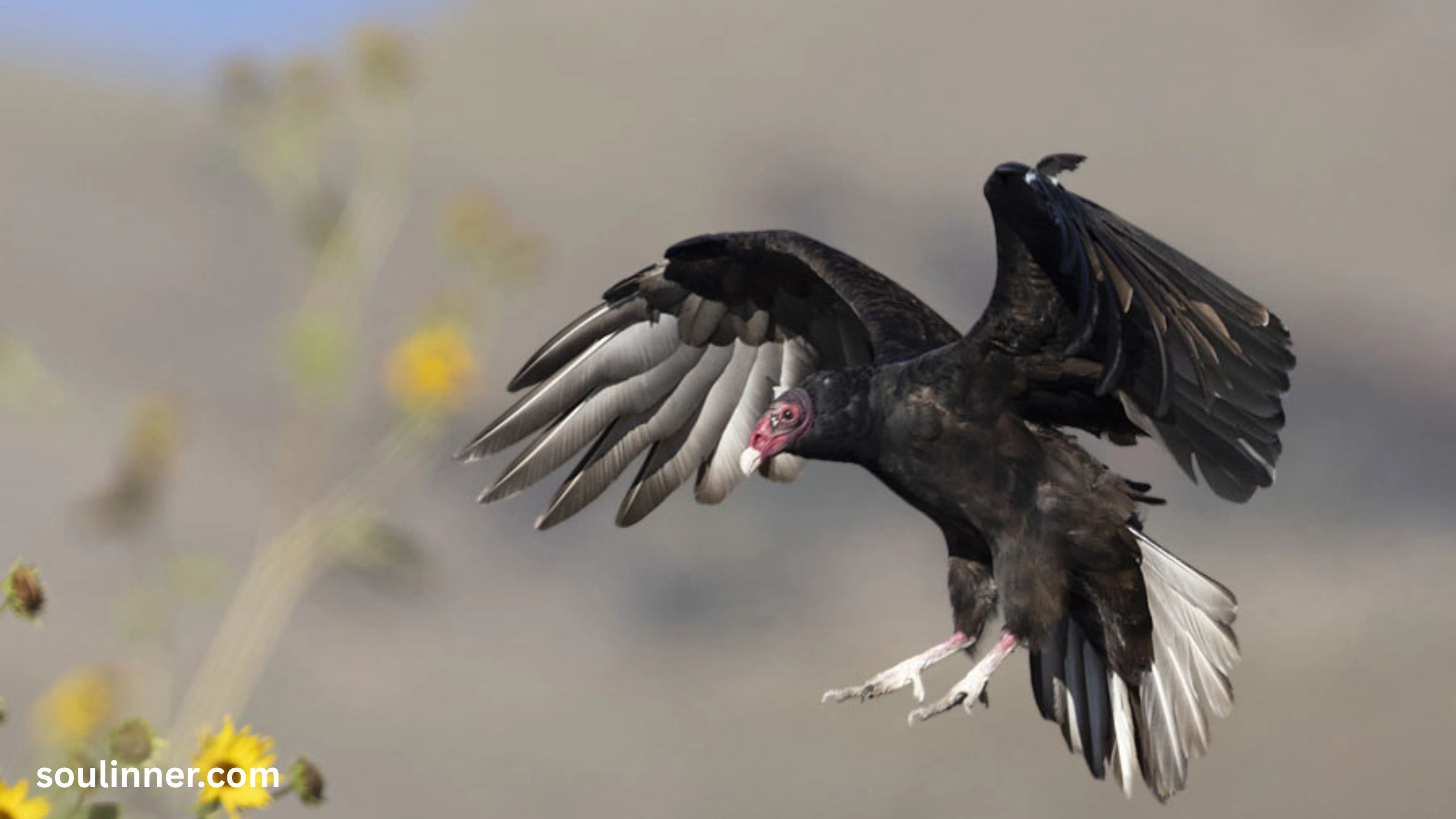 Vulture Spiritual Meaning