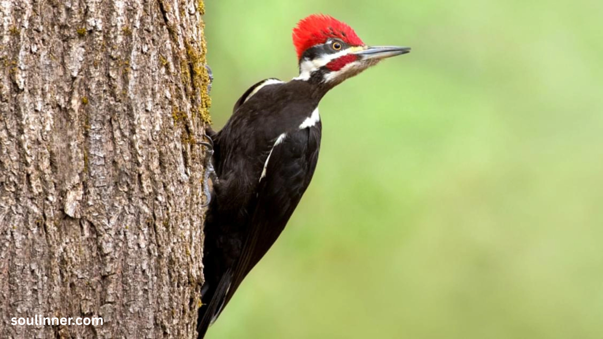 Woodpecker Spiritual Meaning