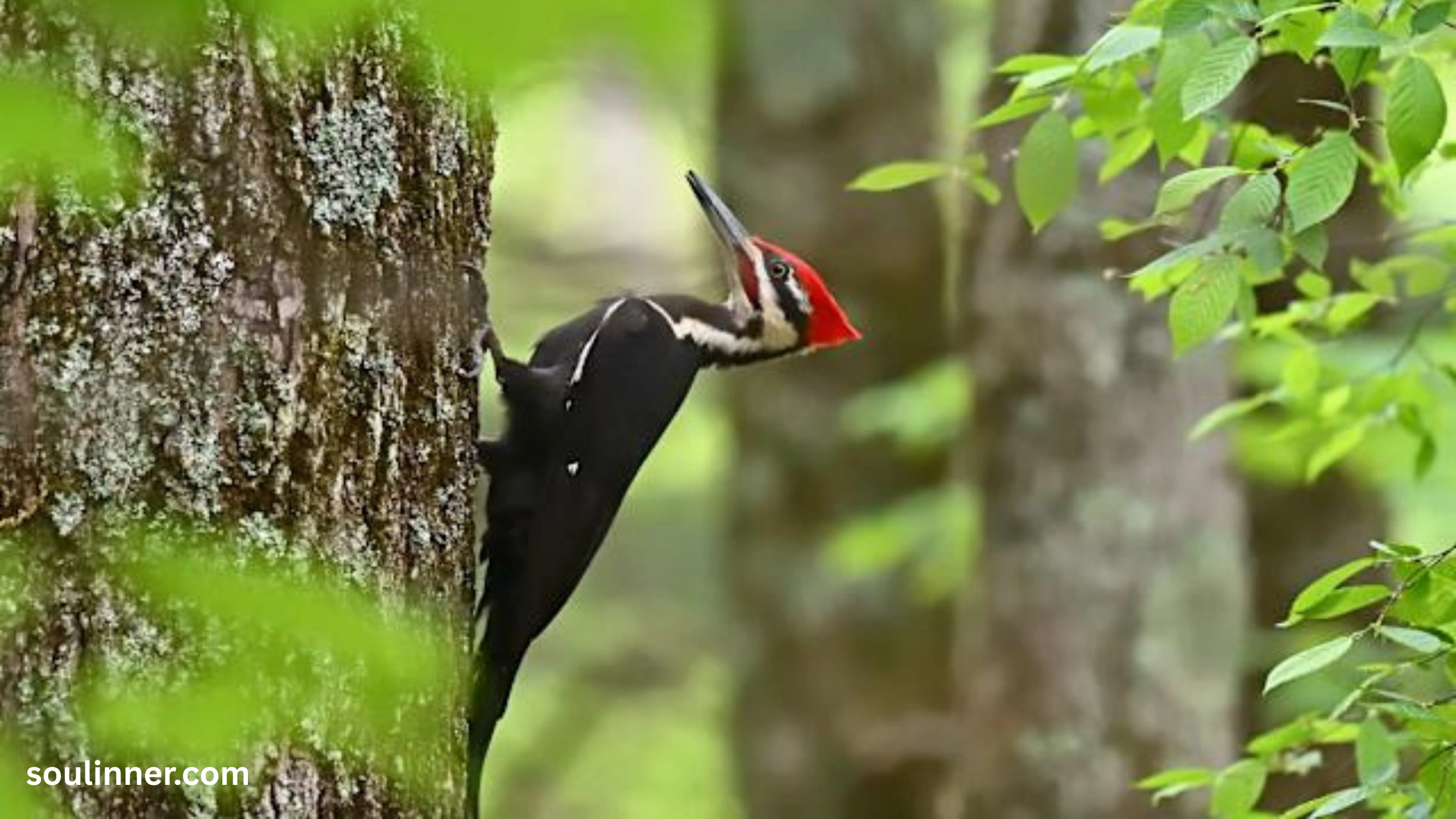 Woodpecker Spiritual Meaning