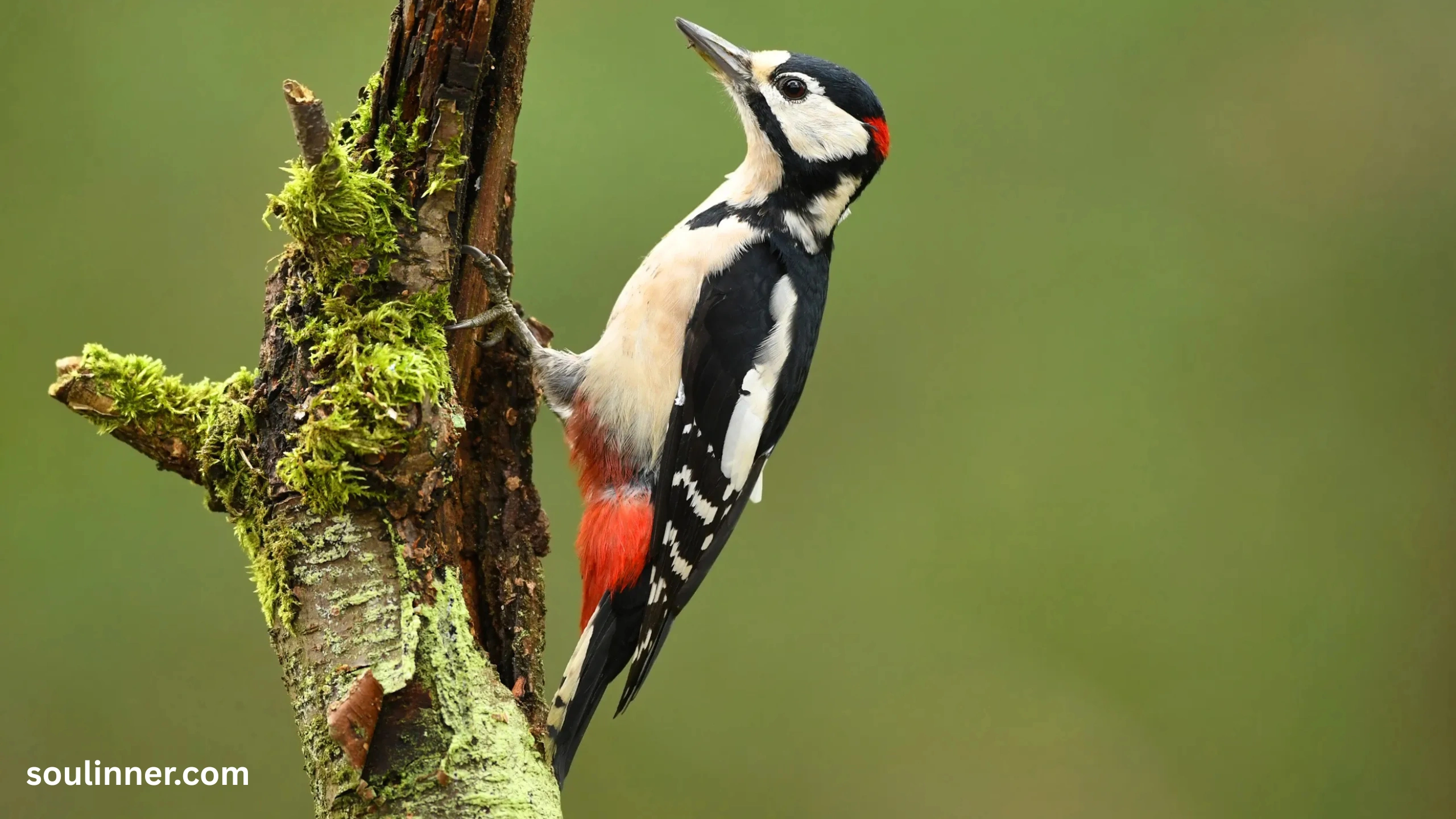 Woodpecker Spiritual Meaning