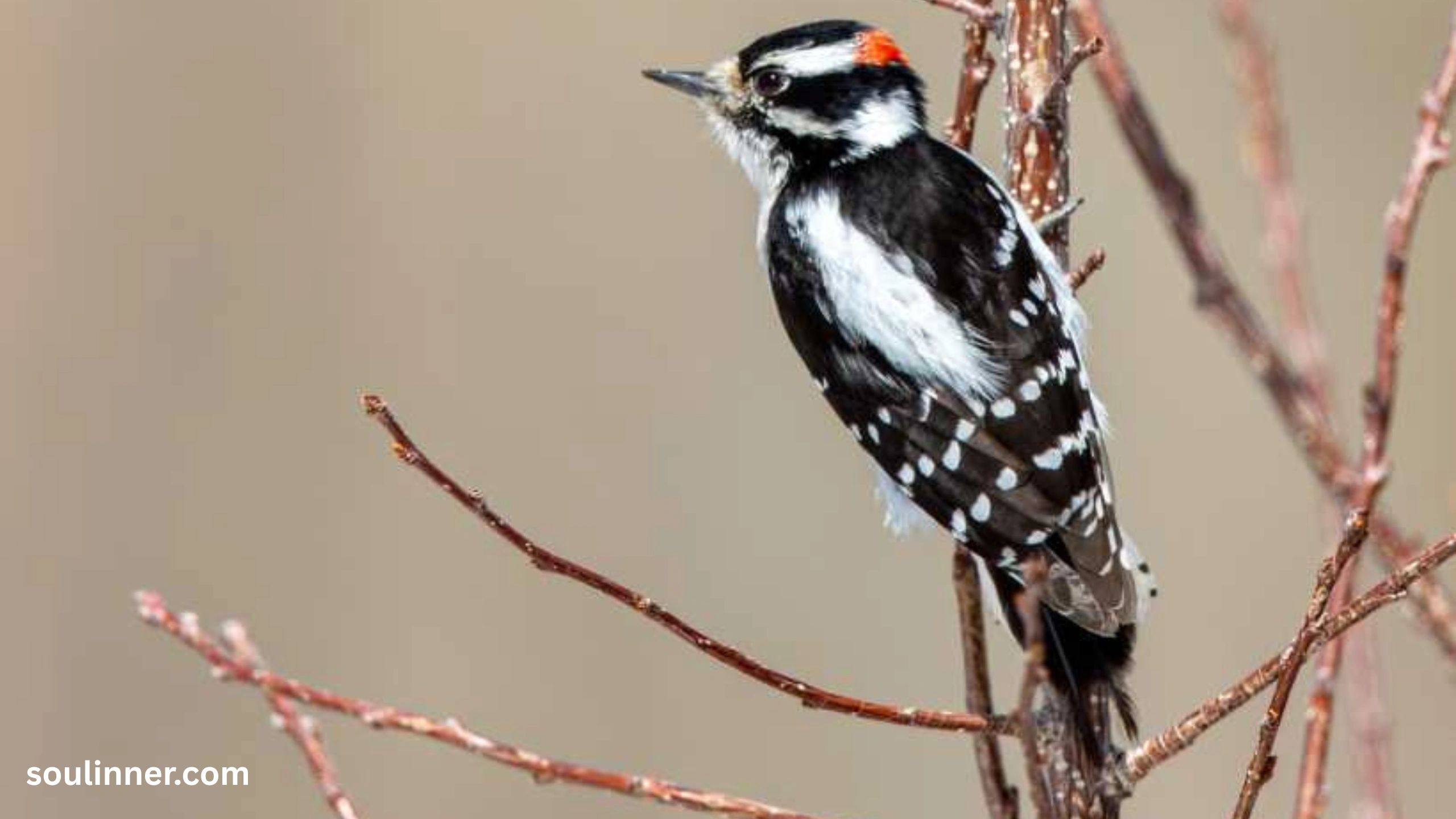 Woodpecker Spiritual Meaning