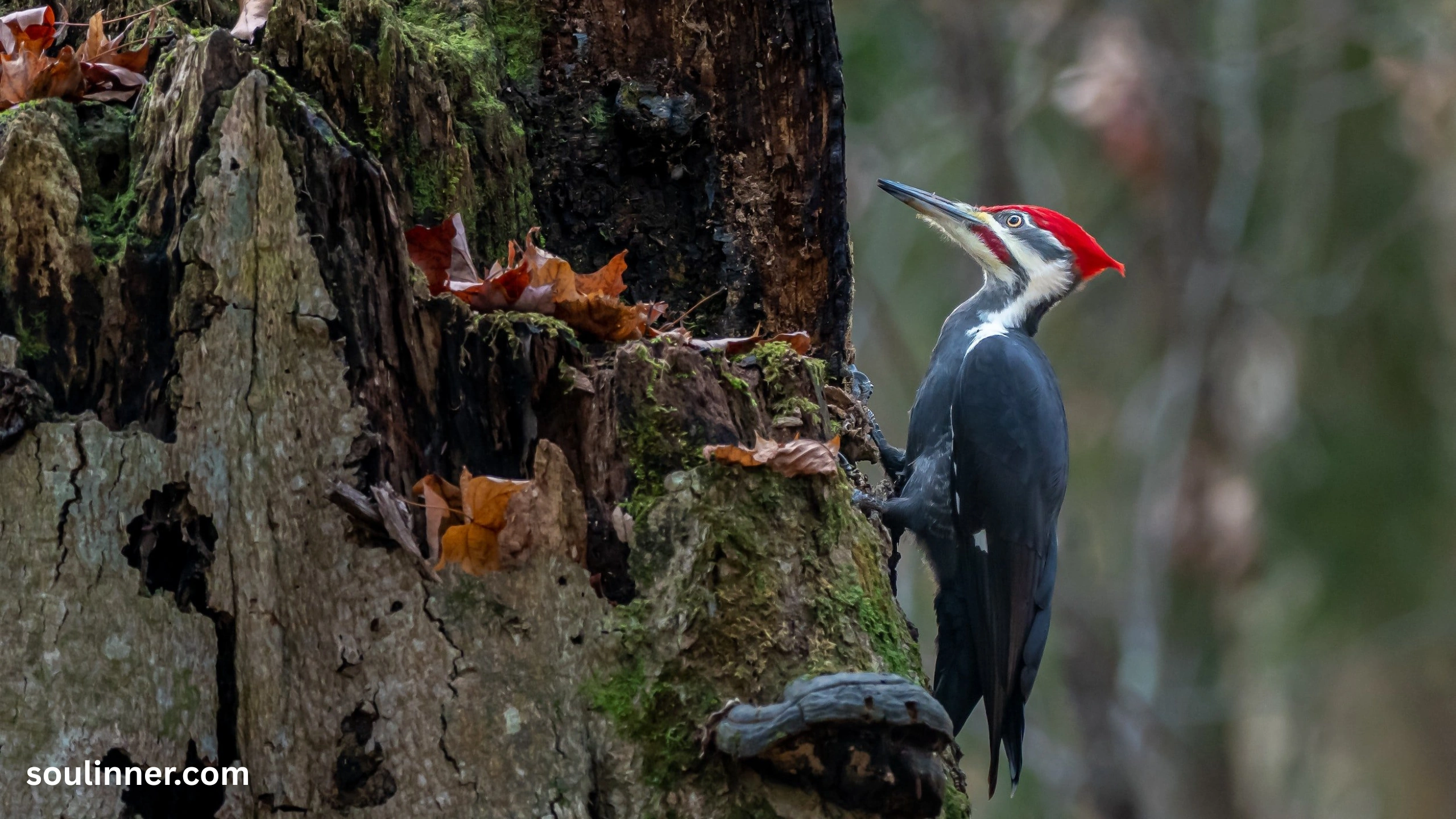 Woodpecker Spiritual Meaning