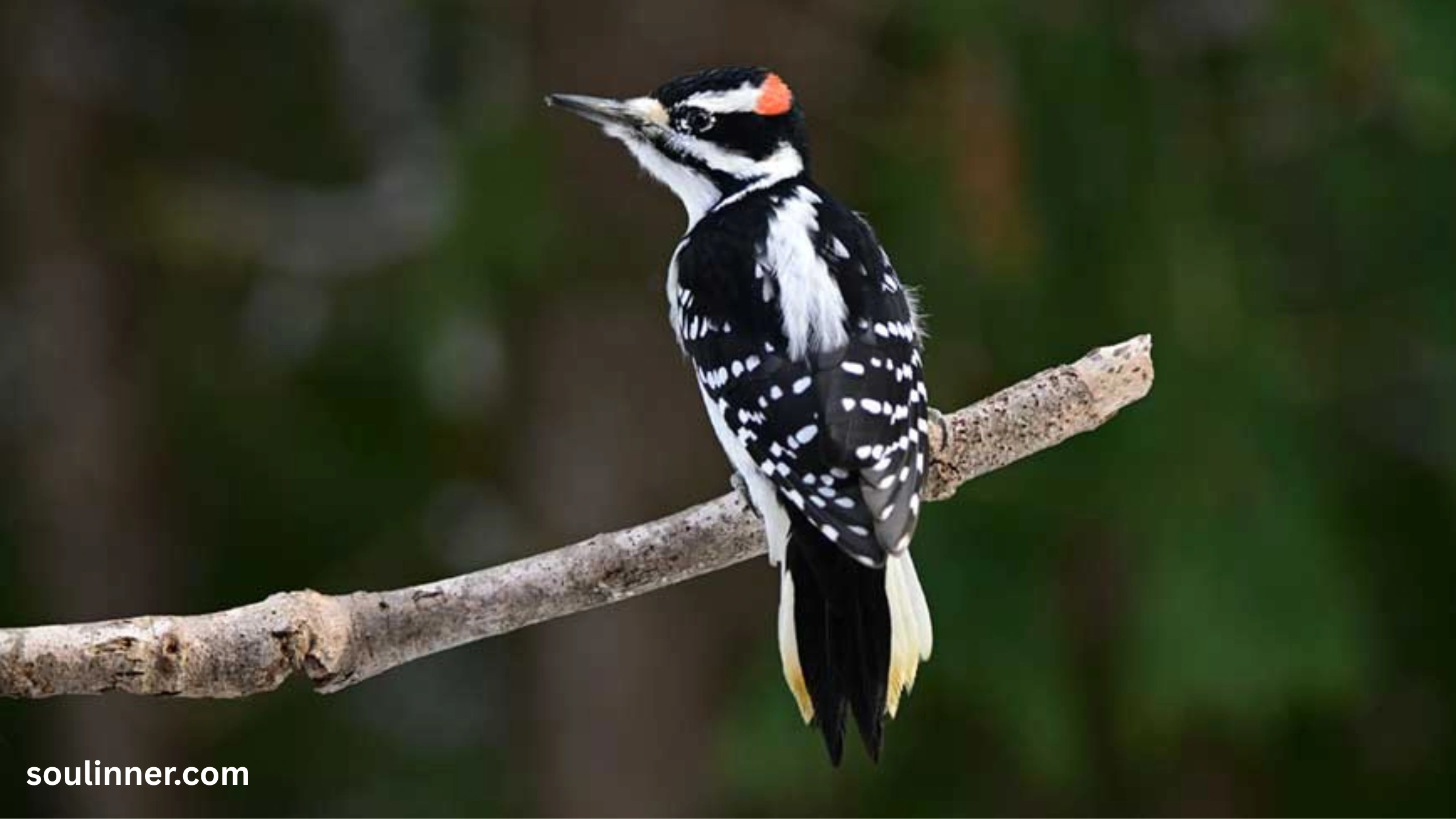 Woodpecker Spiritual Meaning