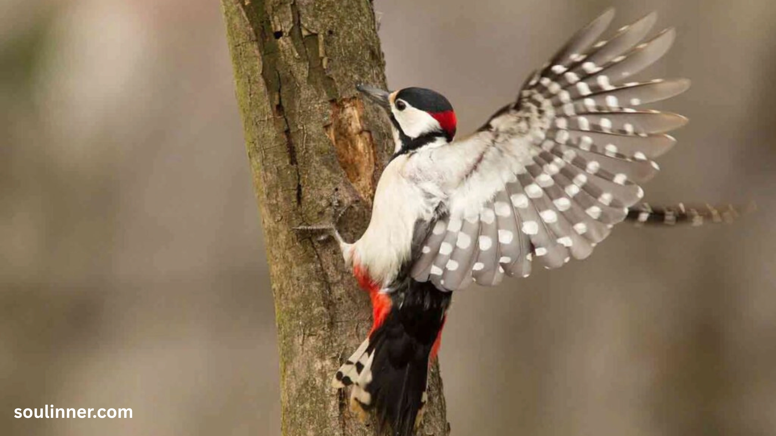 Woodpecker Spiritual Meaning