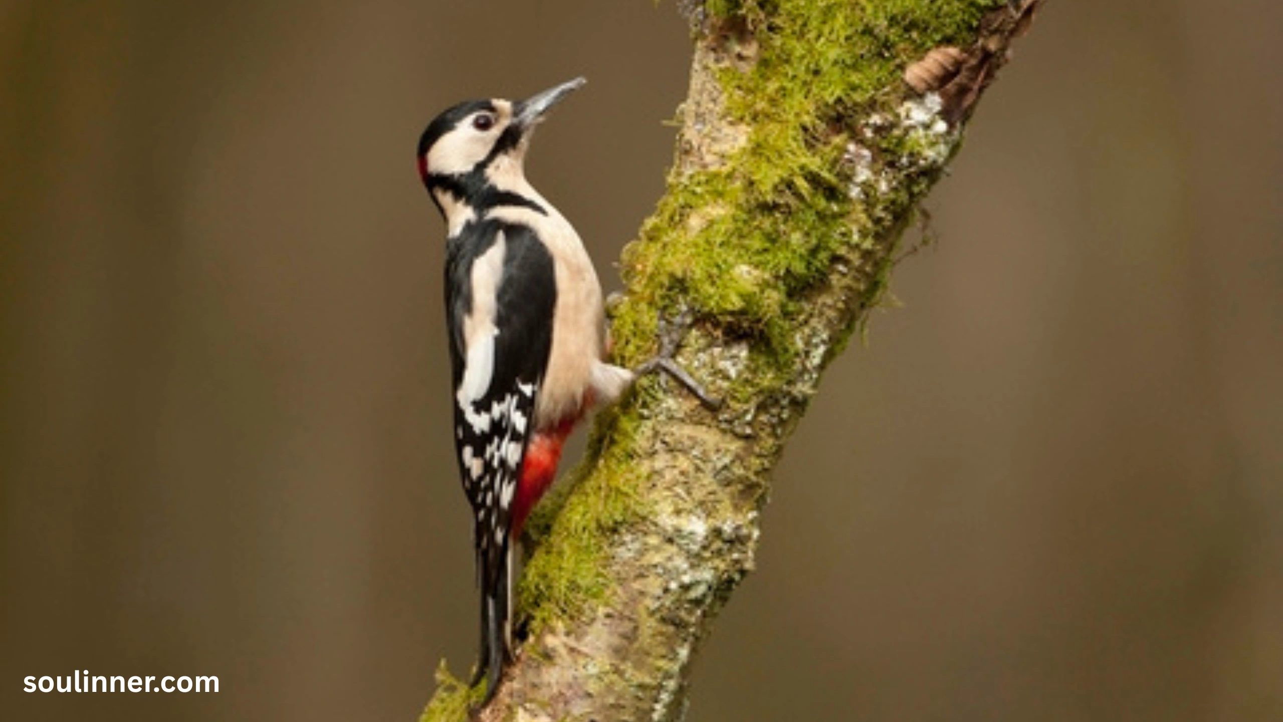 Woodpecker Spiritual Meaning