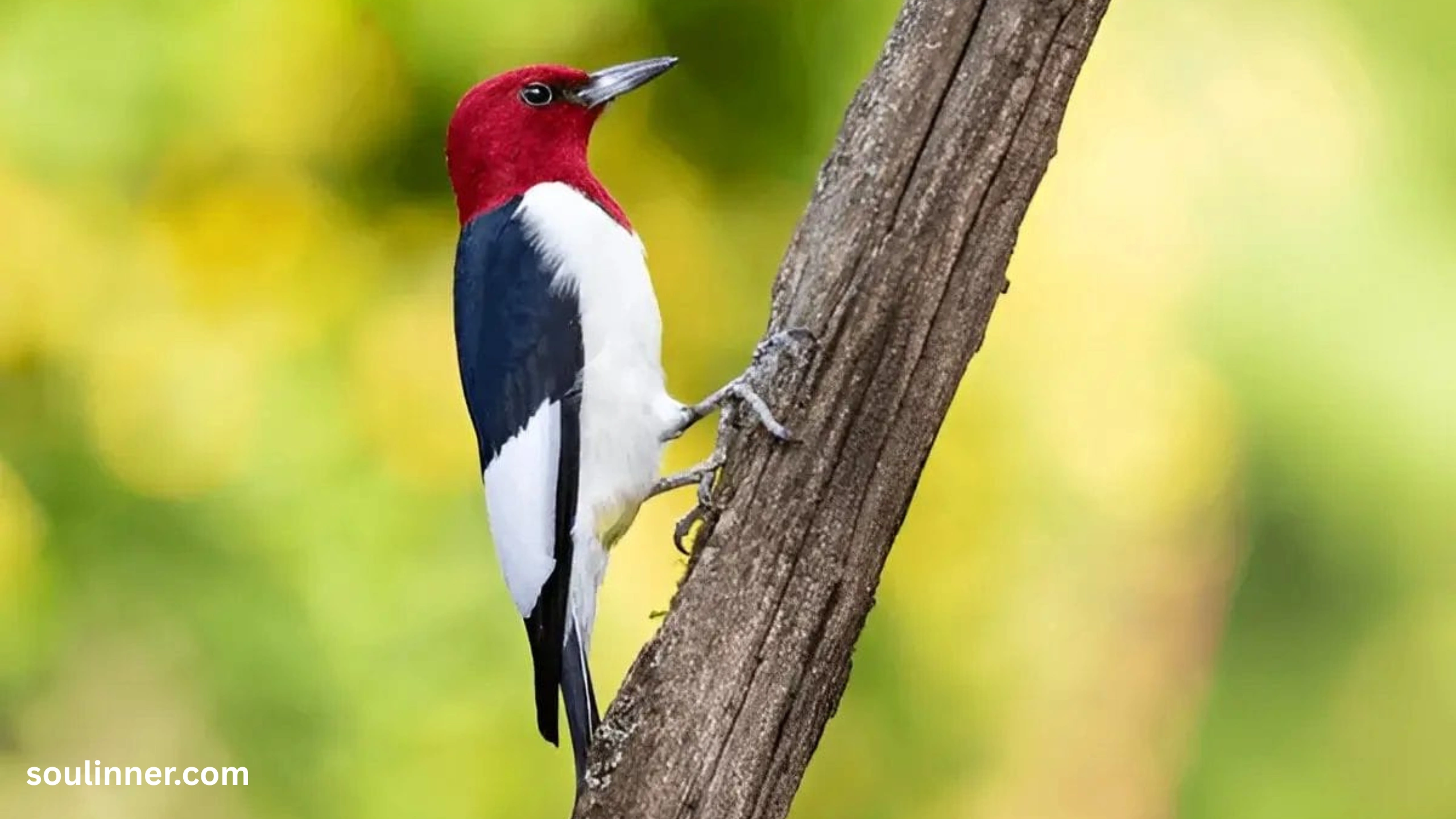 Woodpecker Spiritual Meaning