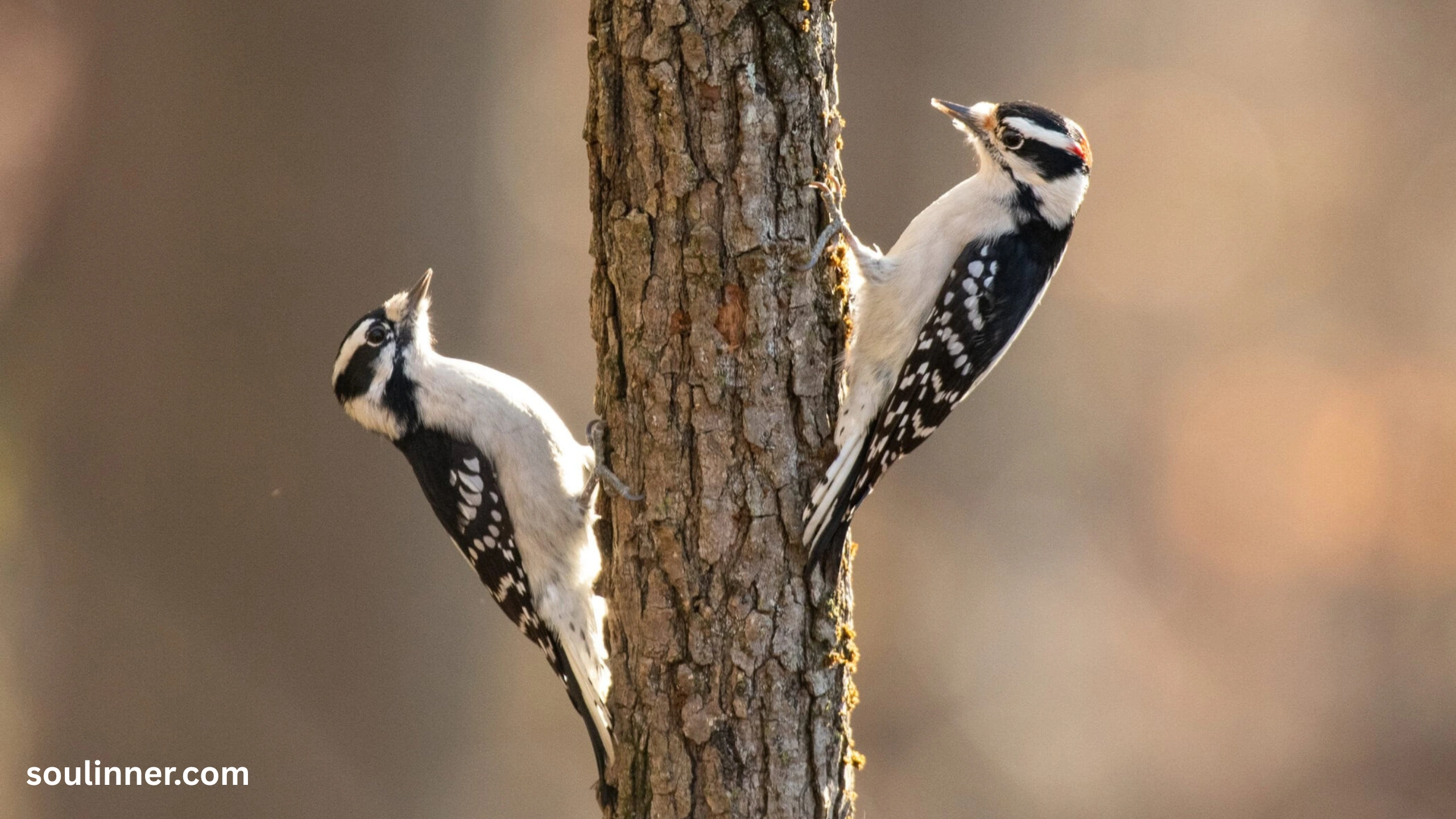 Woodpecker Spiritual Meaning