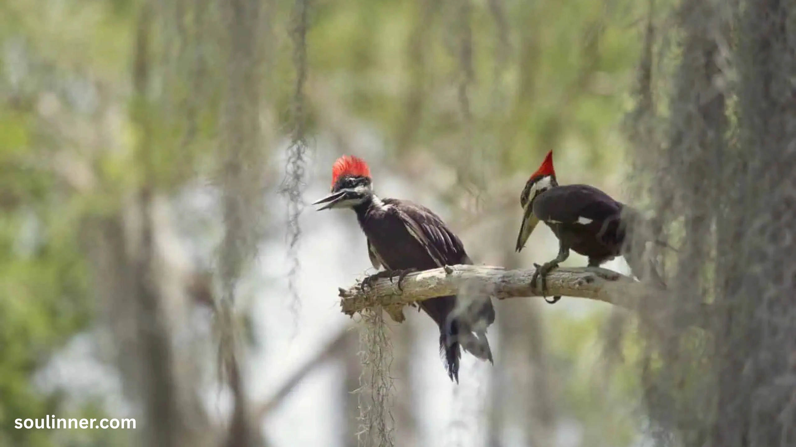 Woodpecker Spiritual Meaning