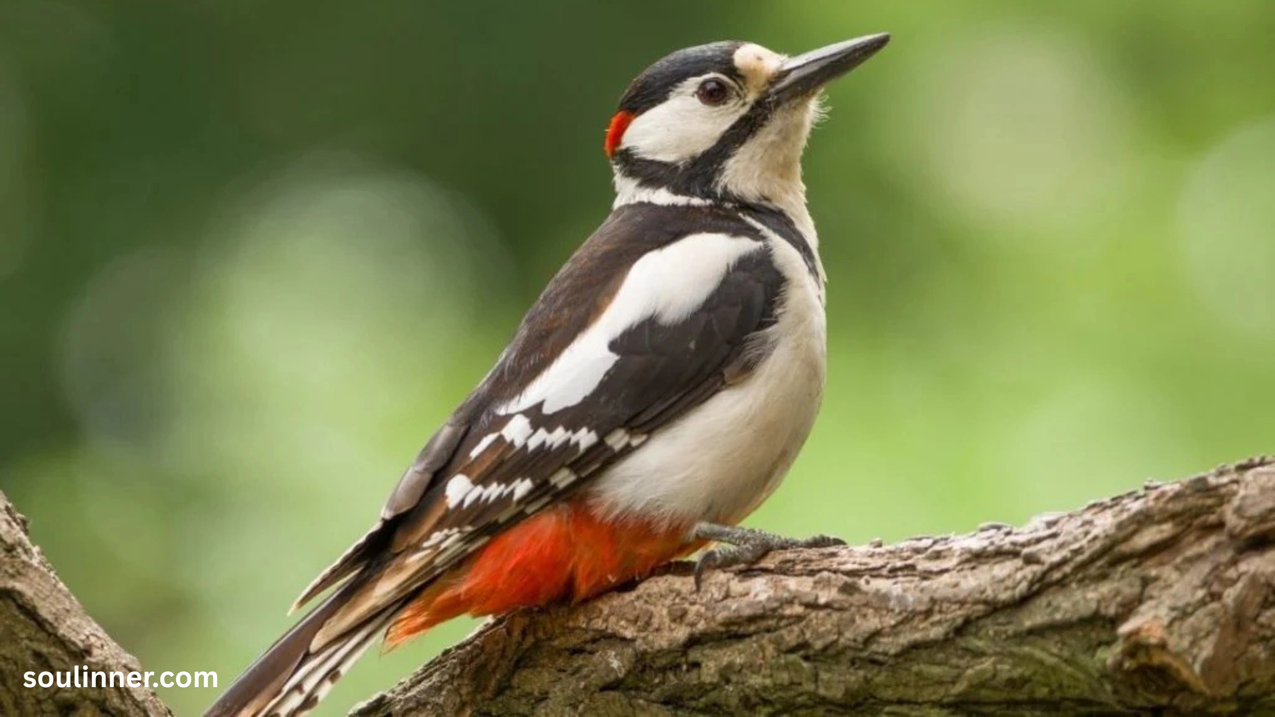 Woodpecker Spiritual Meaning