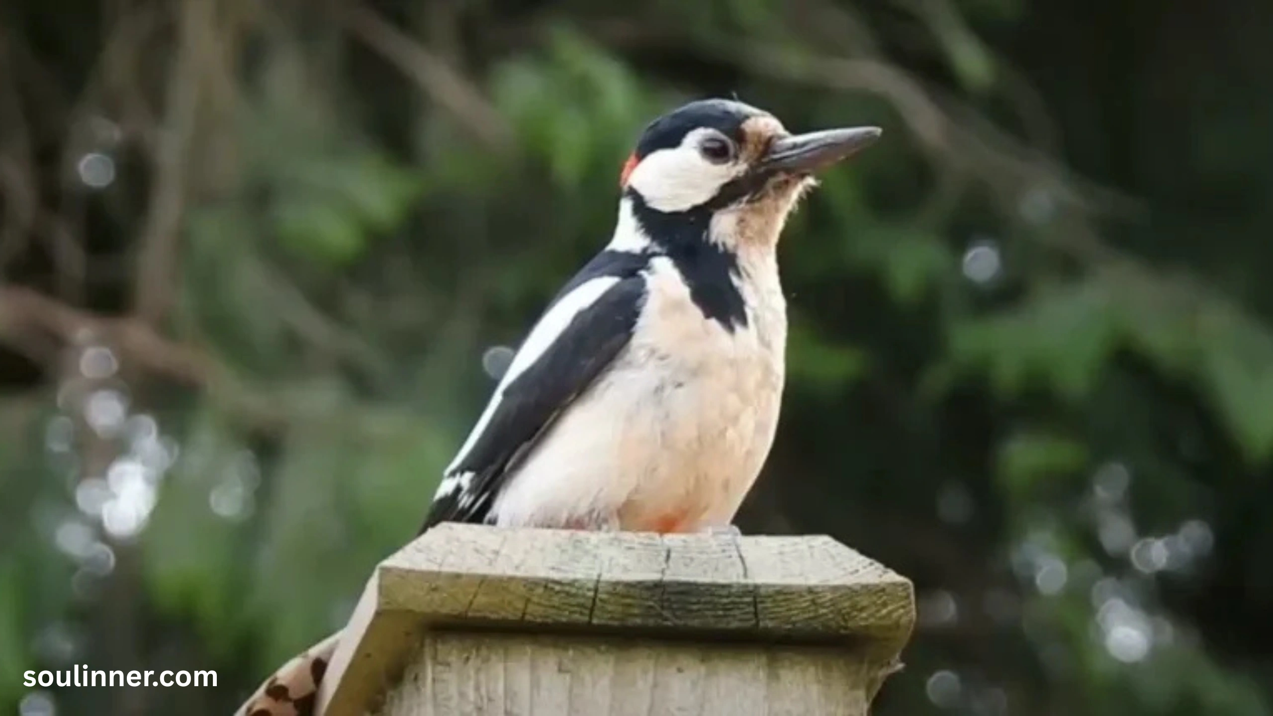 Woodpecker Spiritual Meaning