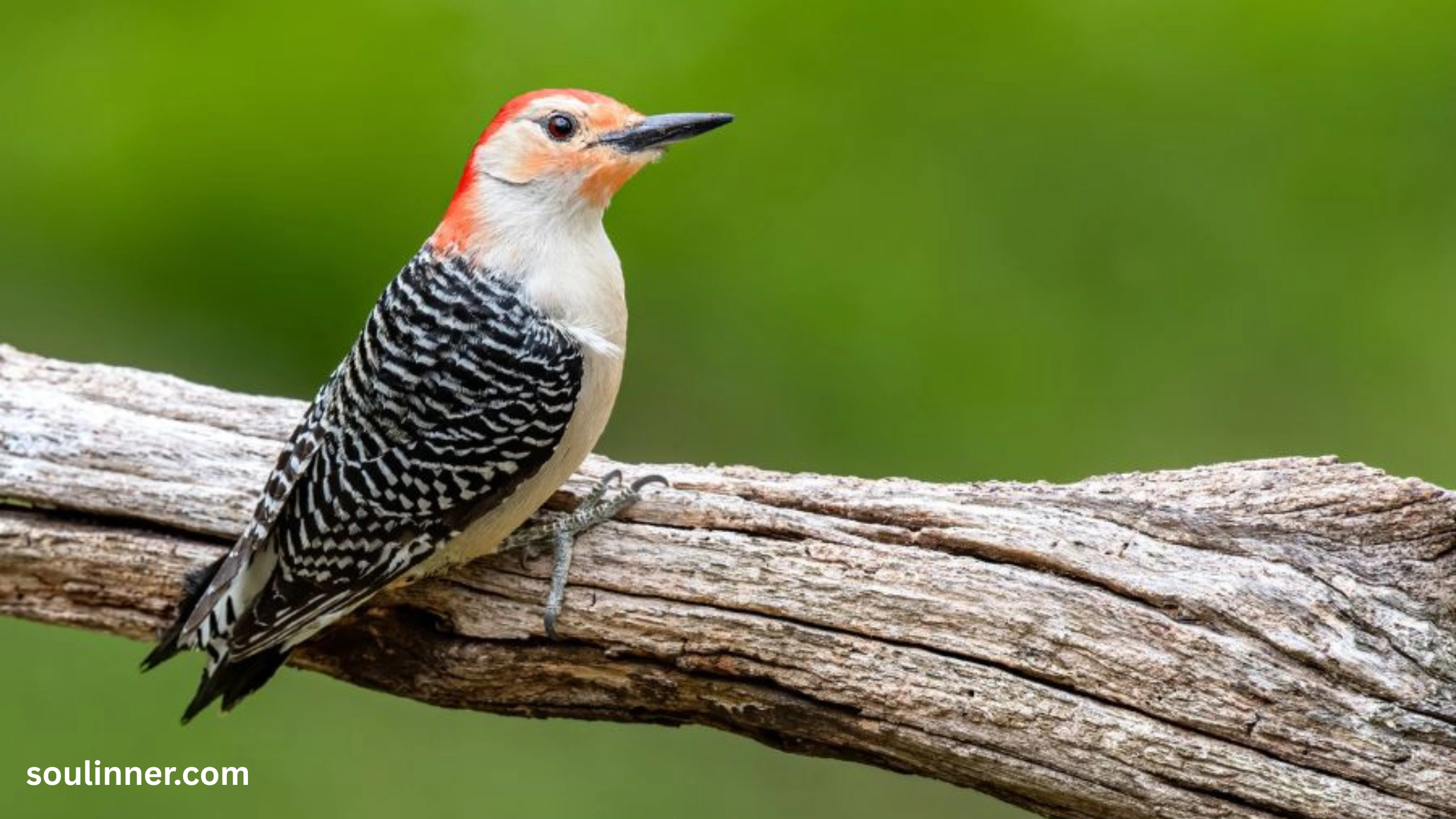 Woodpecker Spiritual Meaning