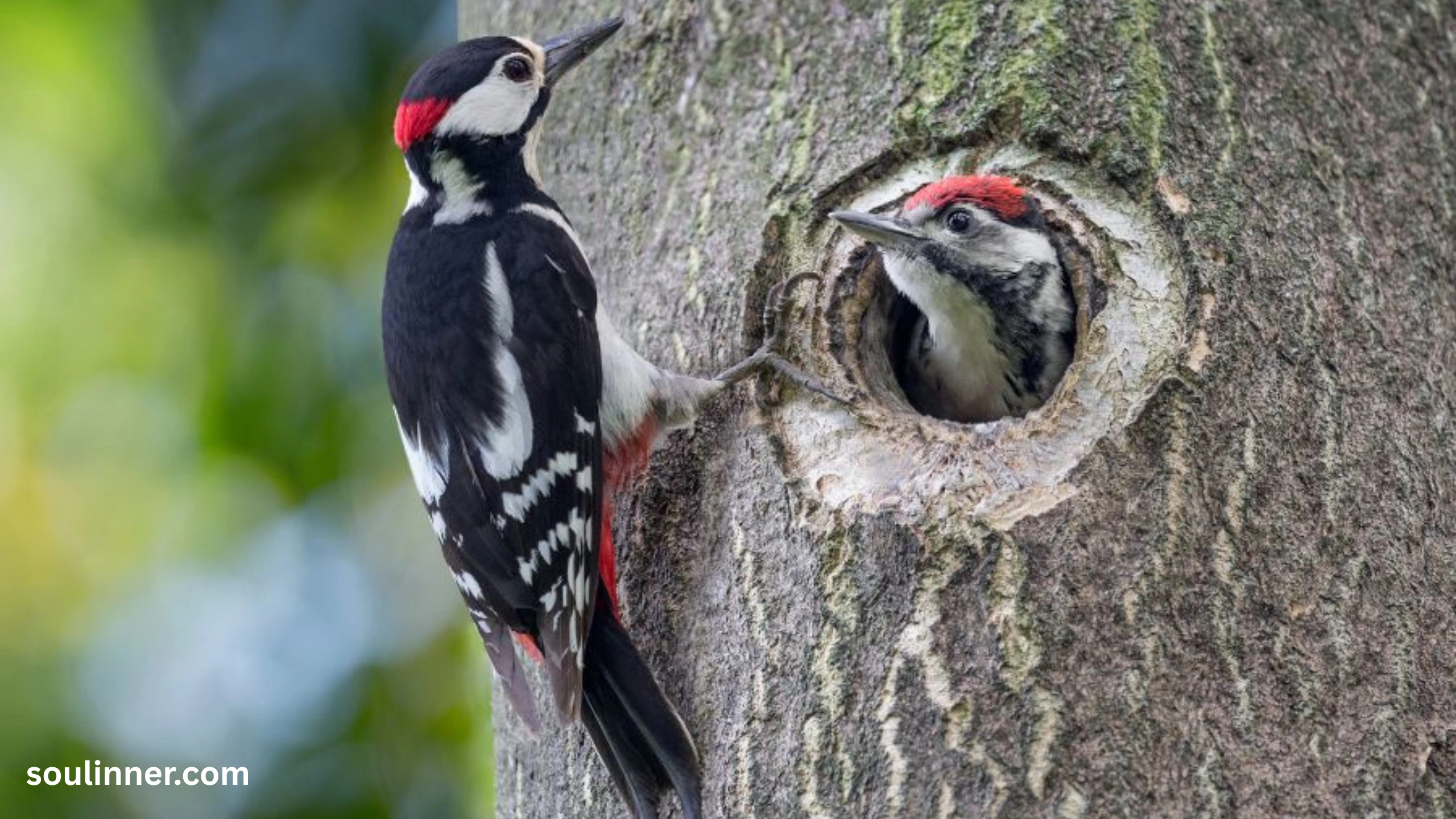 Woodpecker Spiritual Meaning