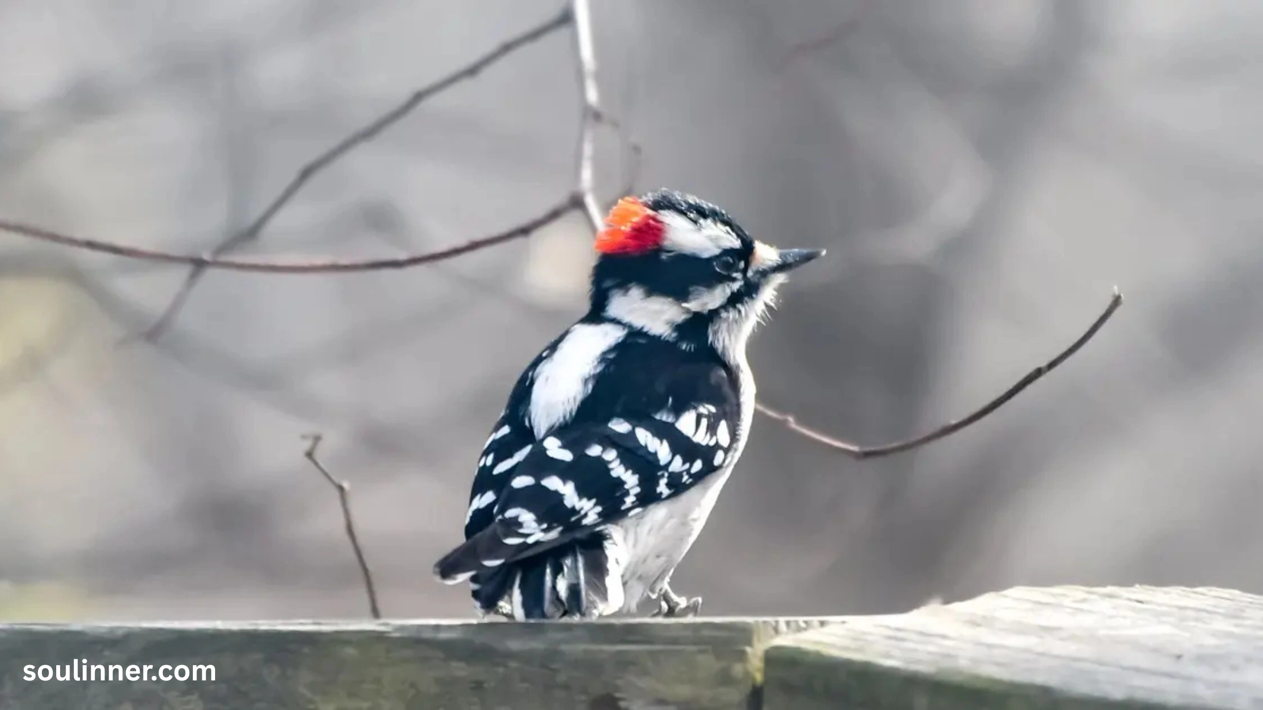 Woodpecker Spiritual Meaning