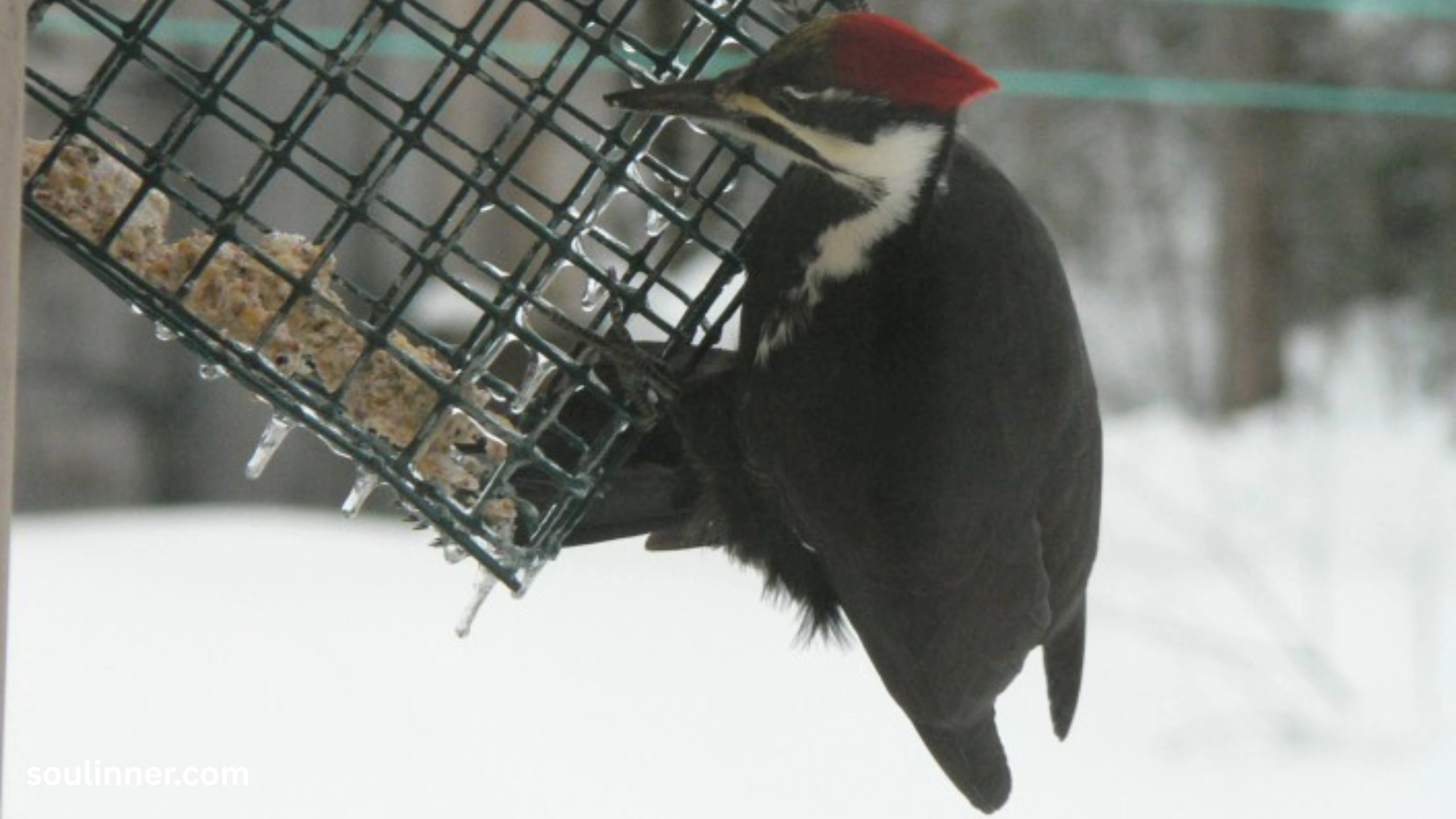 Woodpecker Spiritual Meaning