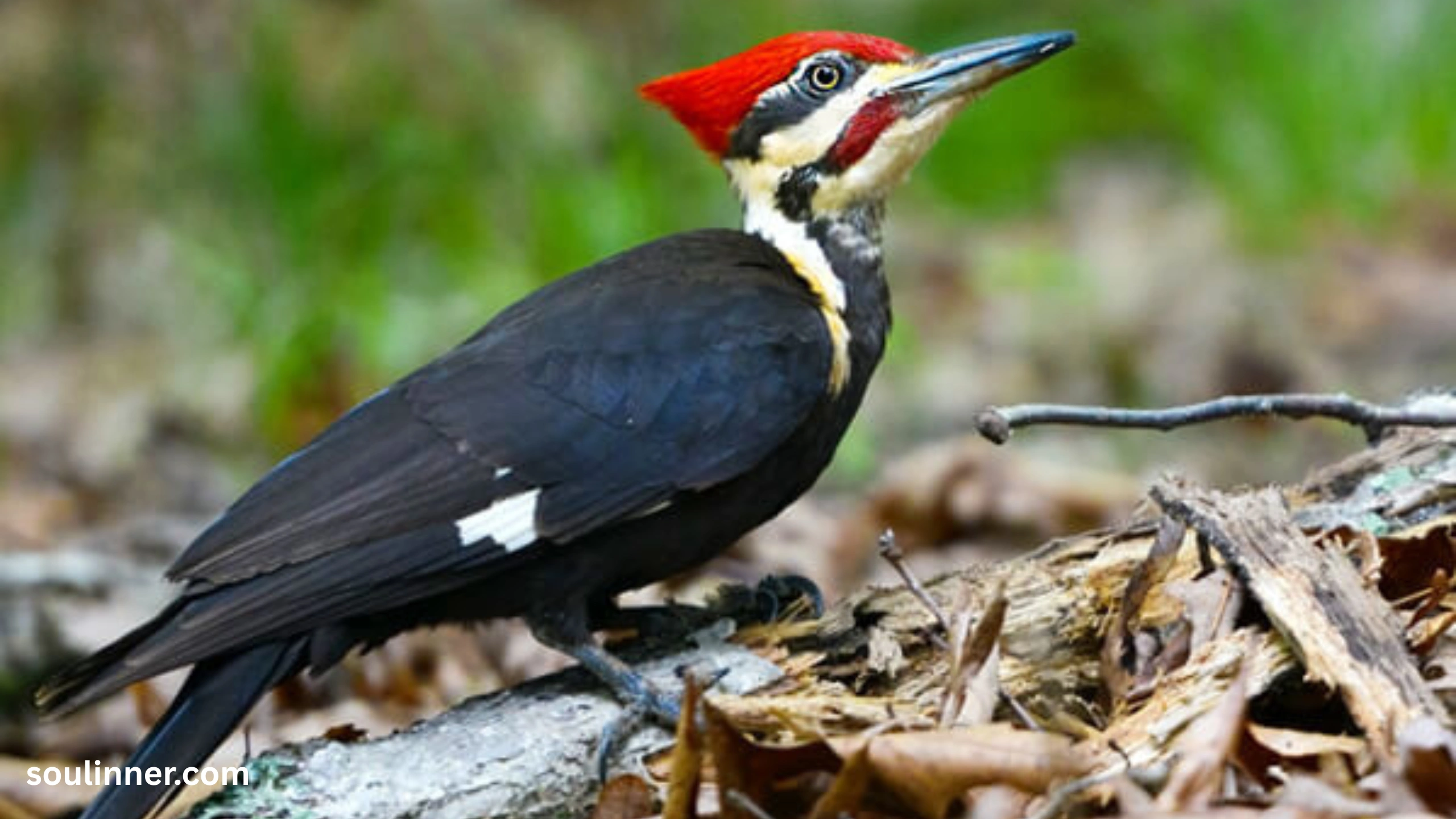 Woodpecker Spiritual Meaning
