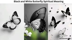 black and white butterfly spiritual meaning