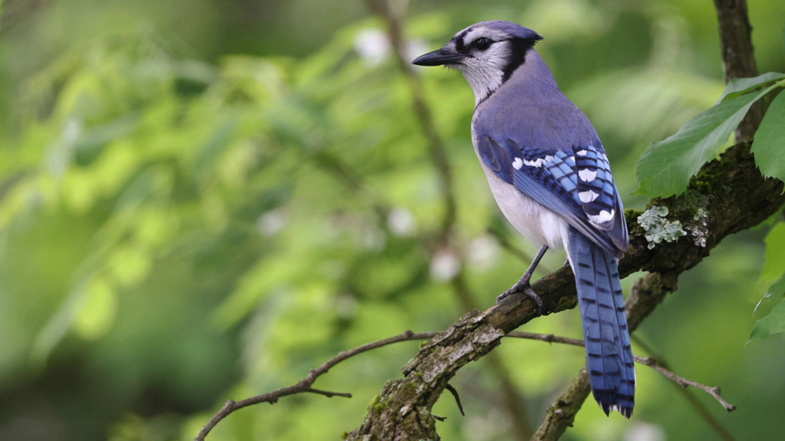 blue jay spiritual meaning