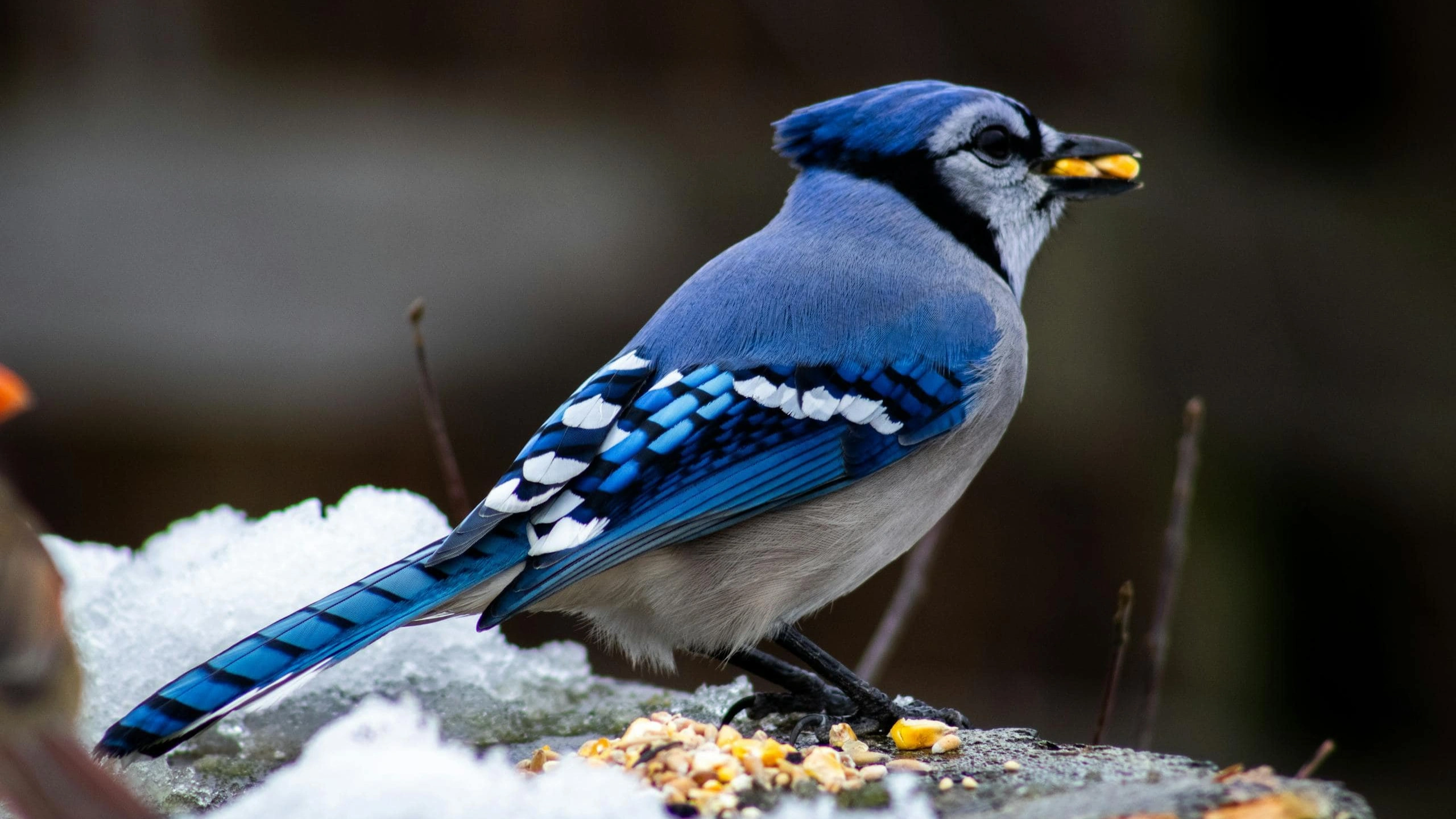 blue jay spiritual meaning