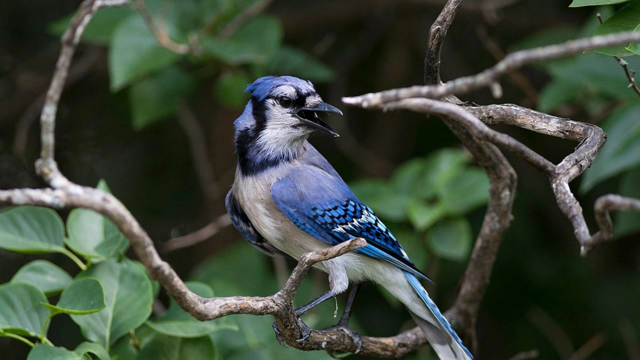blue jay spiritual meaning