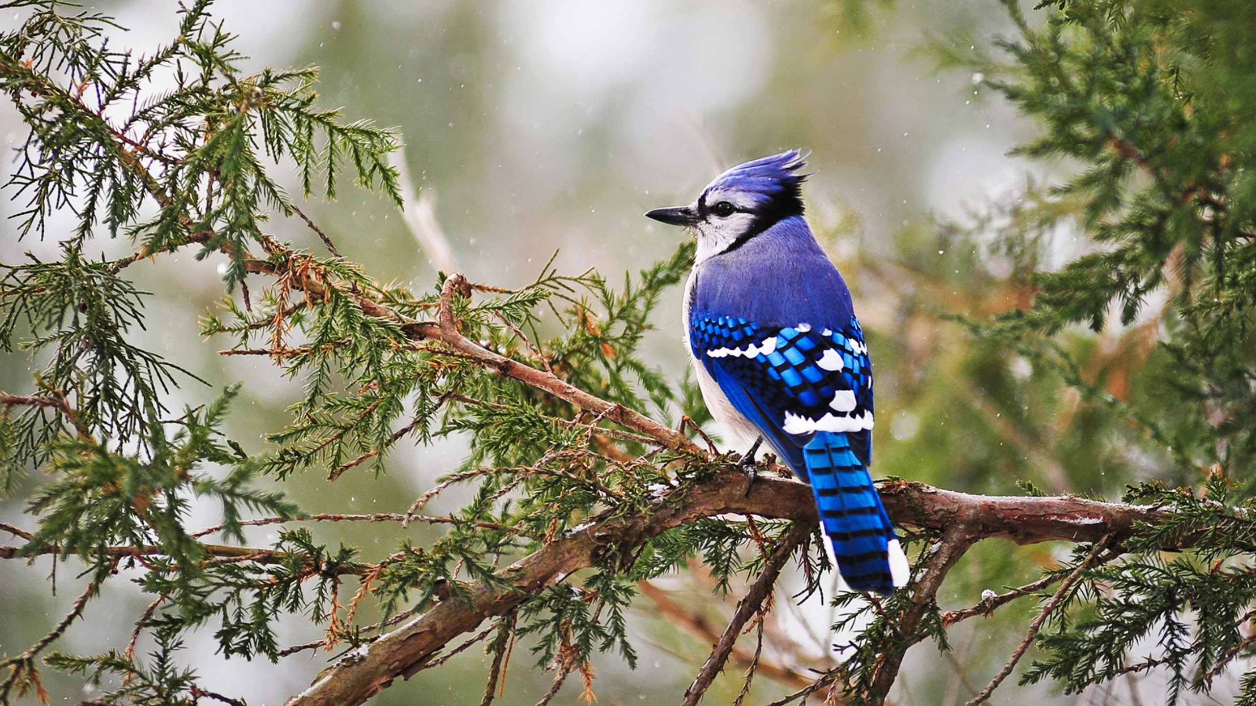 blue jay spiritual meaning