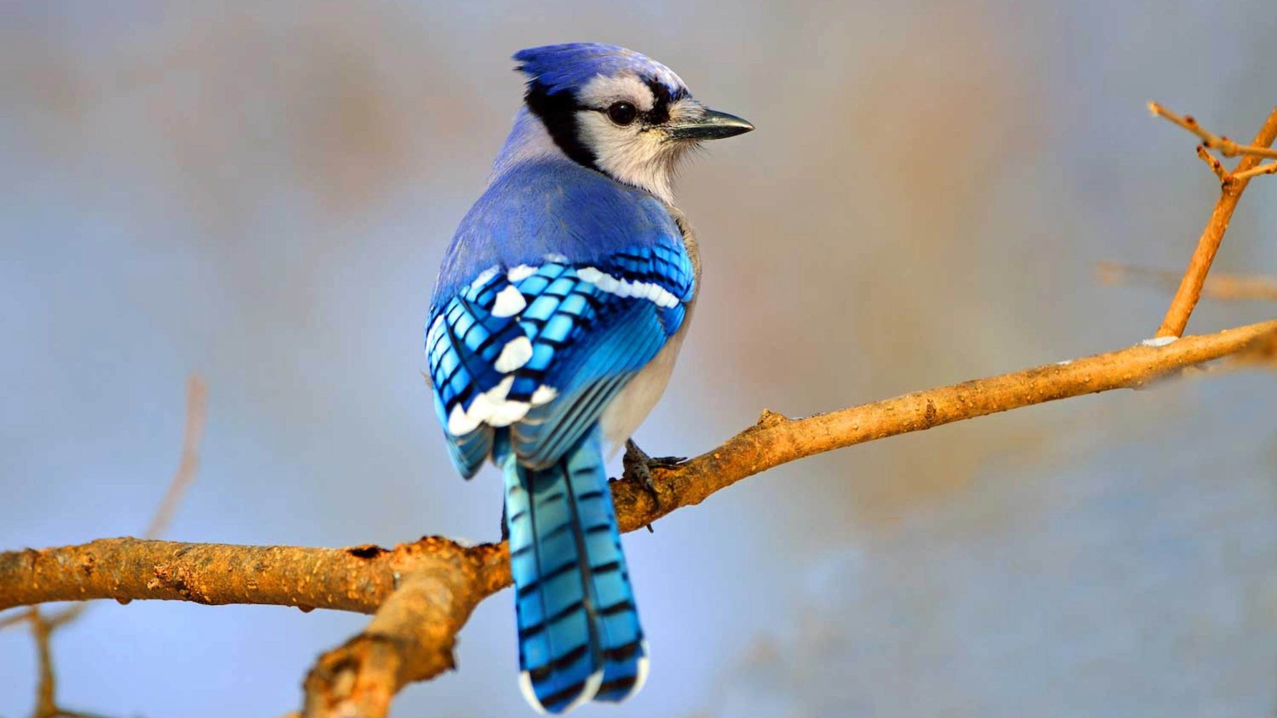 blue jay spiritual meaning
