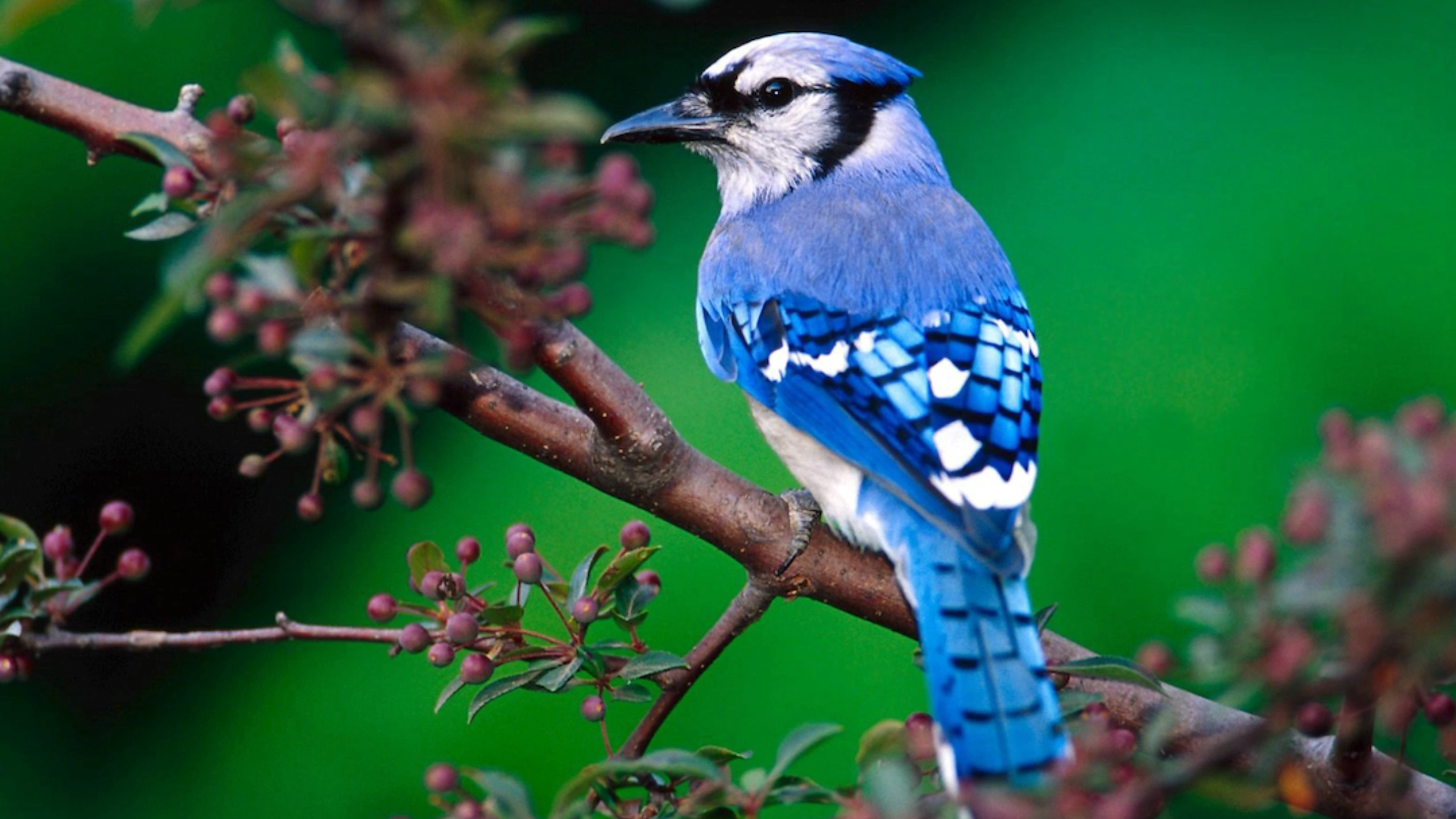blue jay spiritual meaning