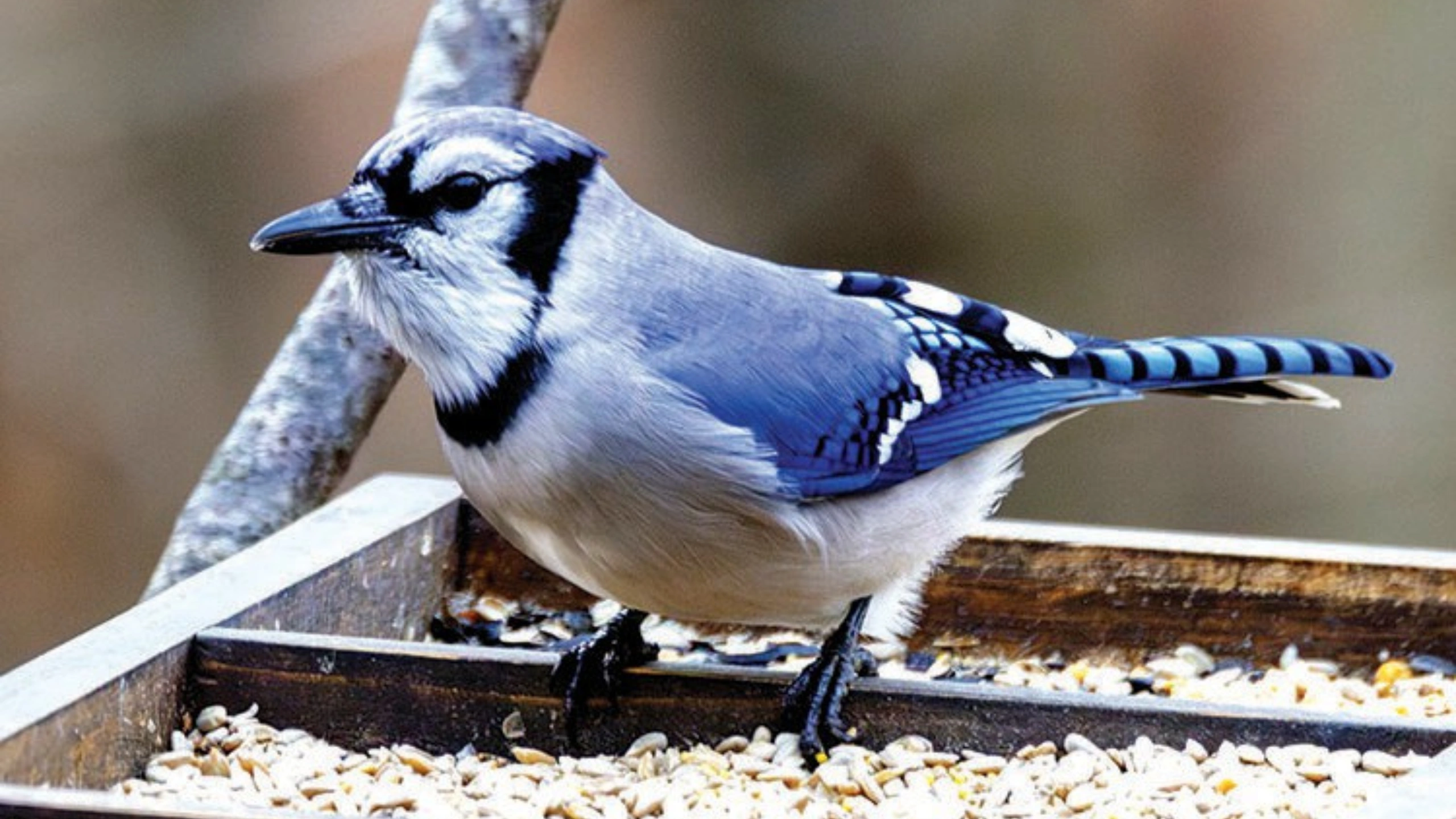 blue jay spiritual meaning