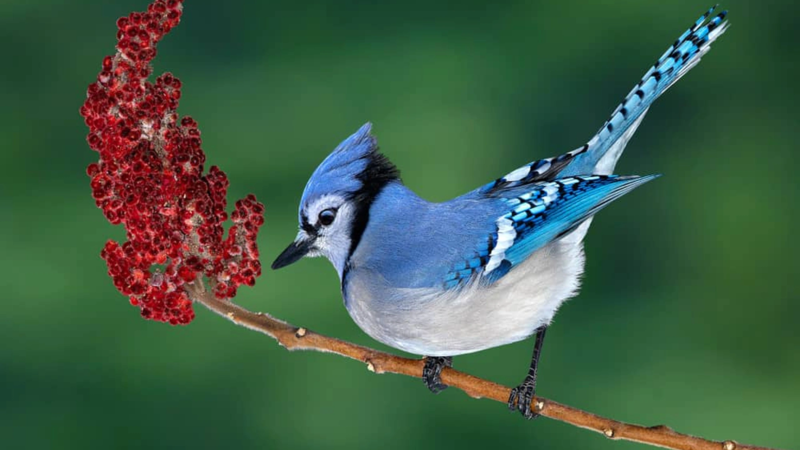 blue jay spiritual meaning