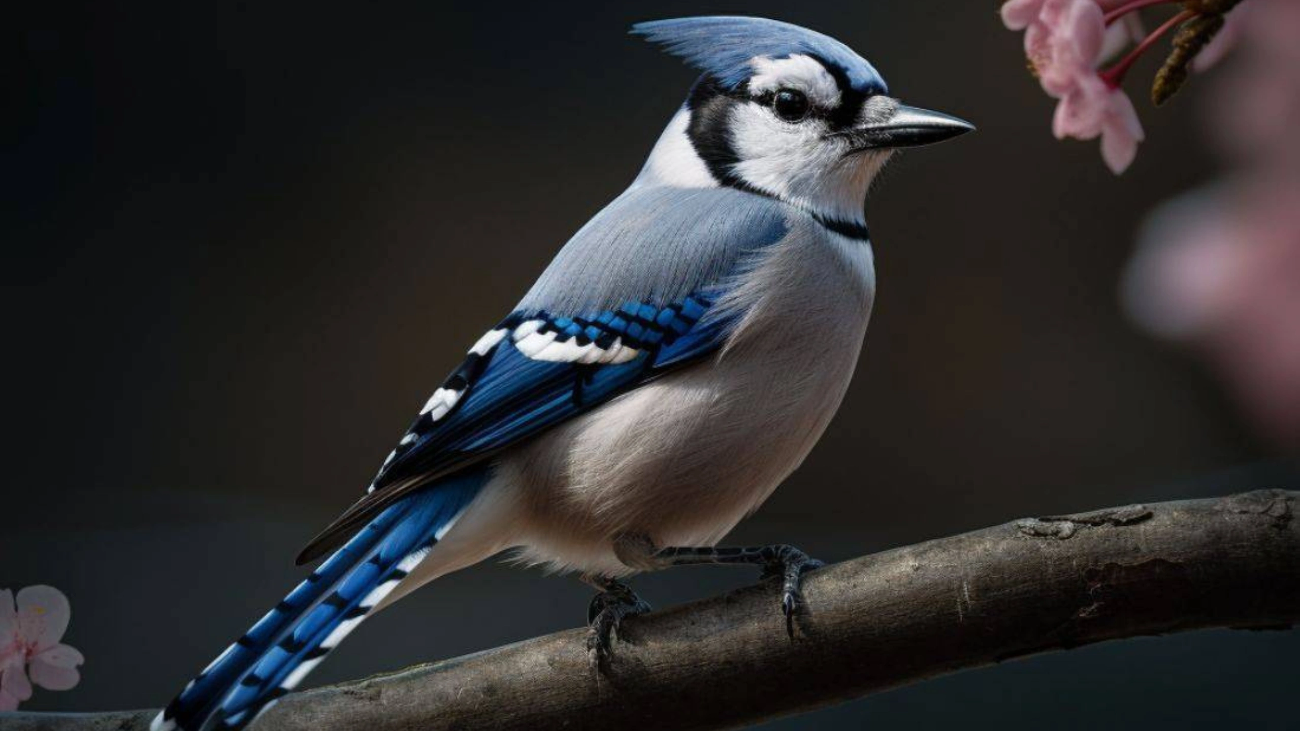 blue jay spiritual meaning
