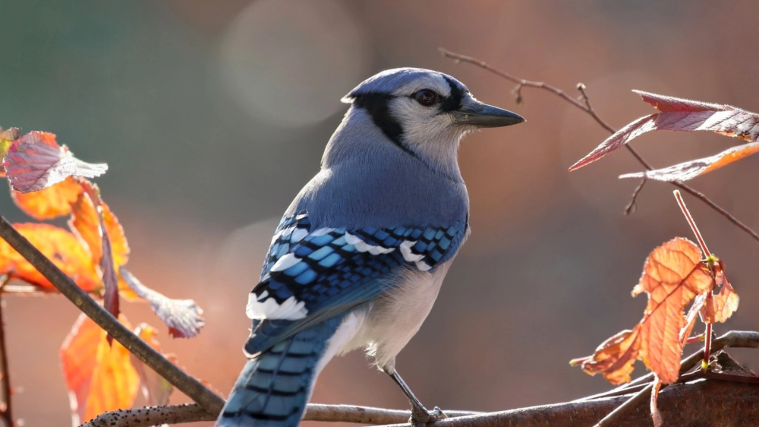blue jay spiritual meaning