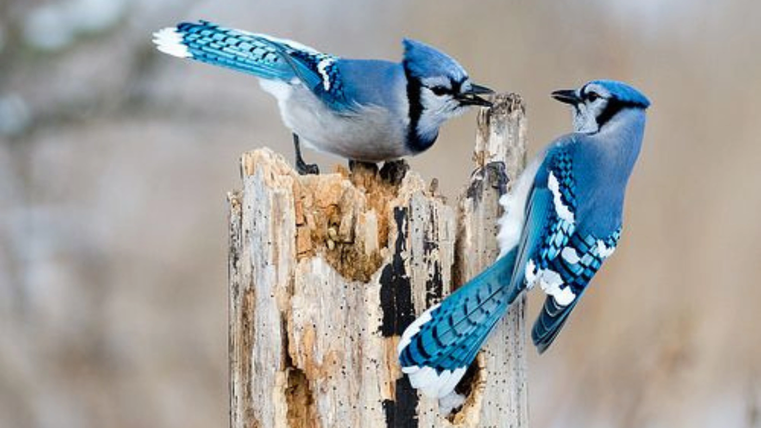 blue jay spiritual meaning