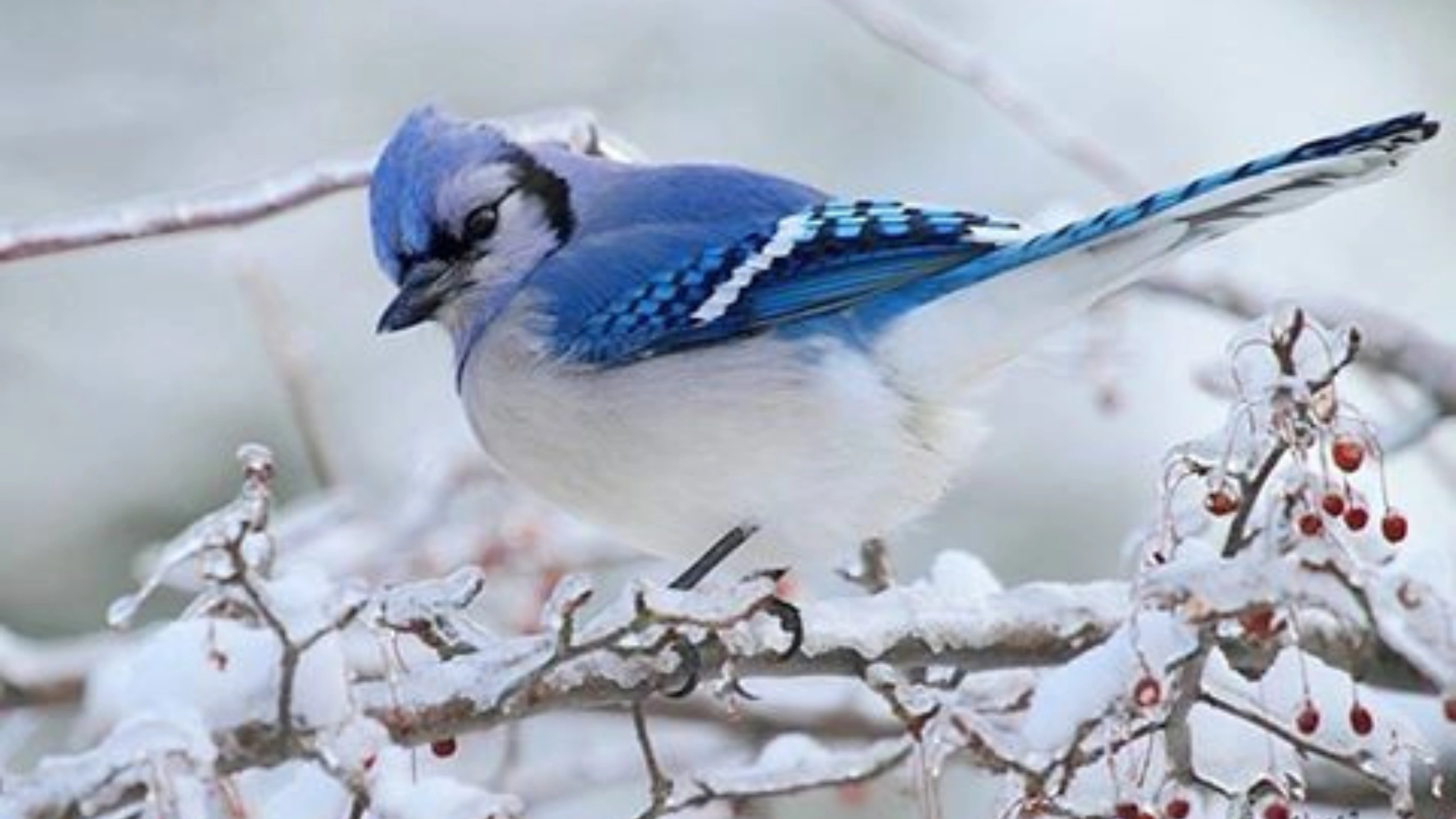blue jay spiritual meaning