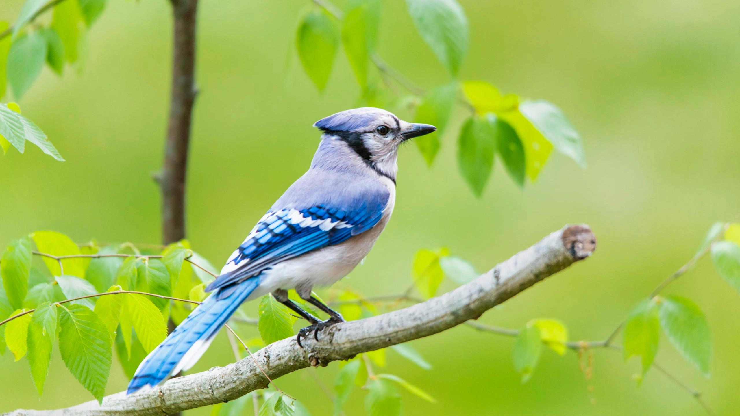 blue jay spiritual meaning