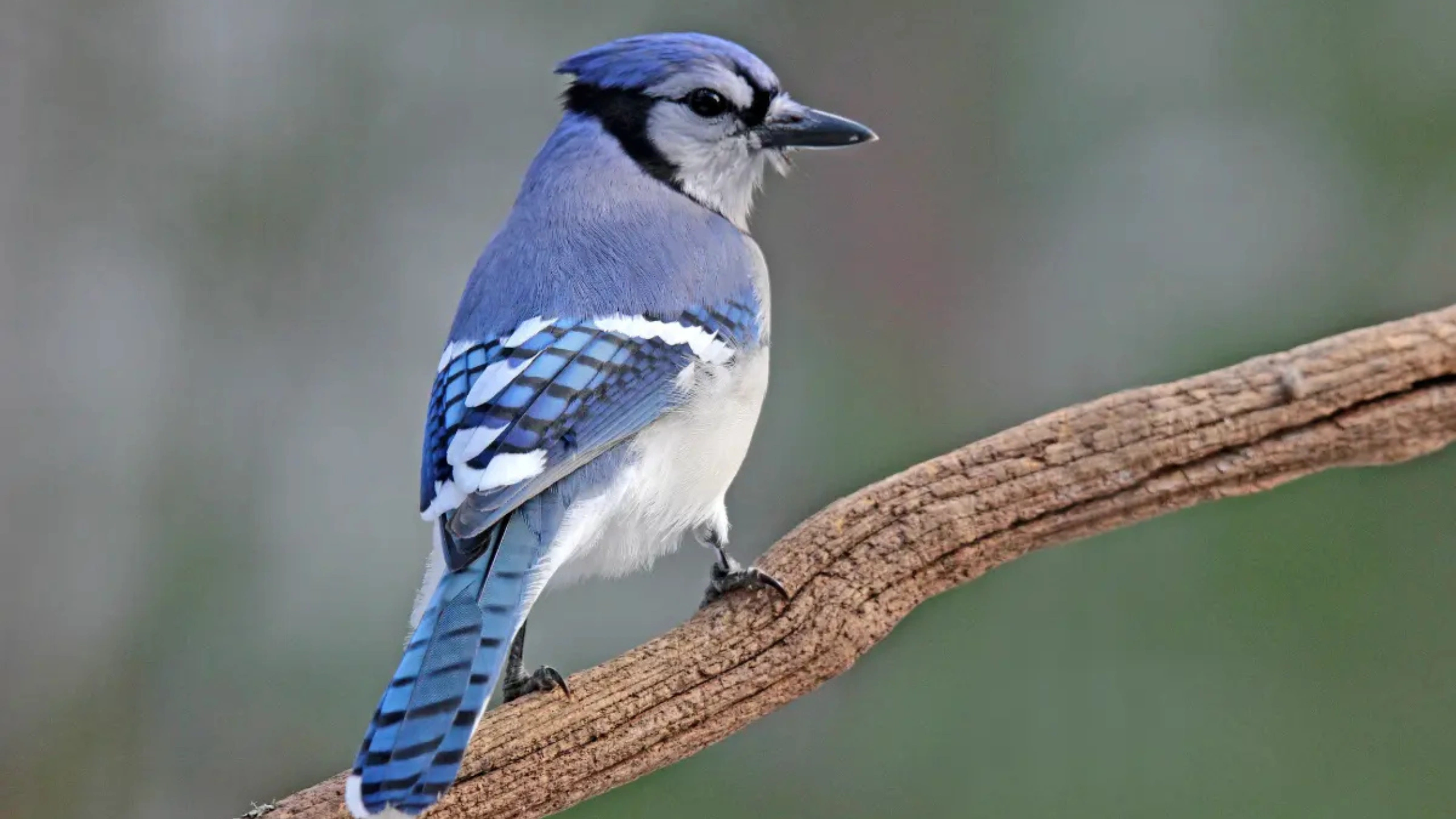 blue jay spiritual meaning