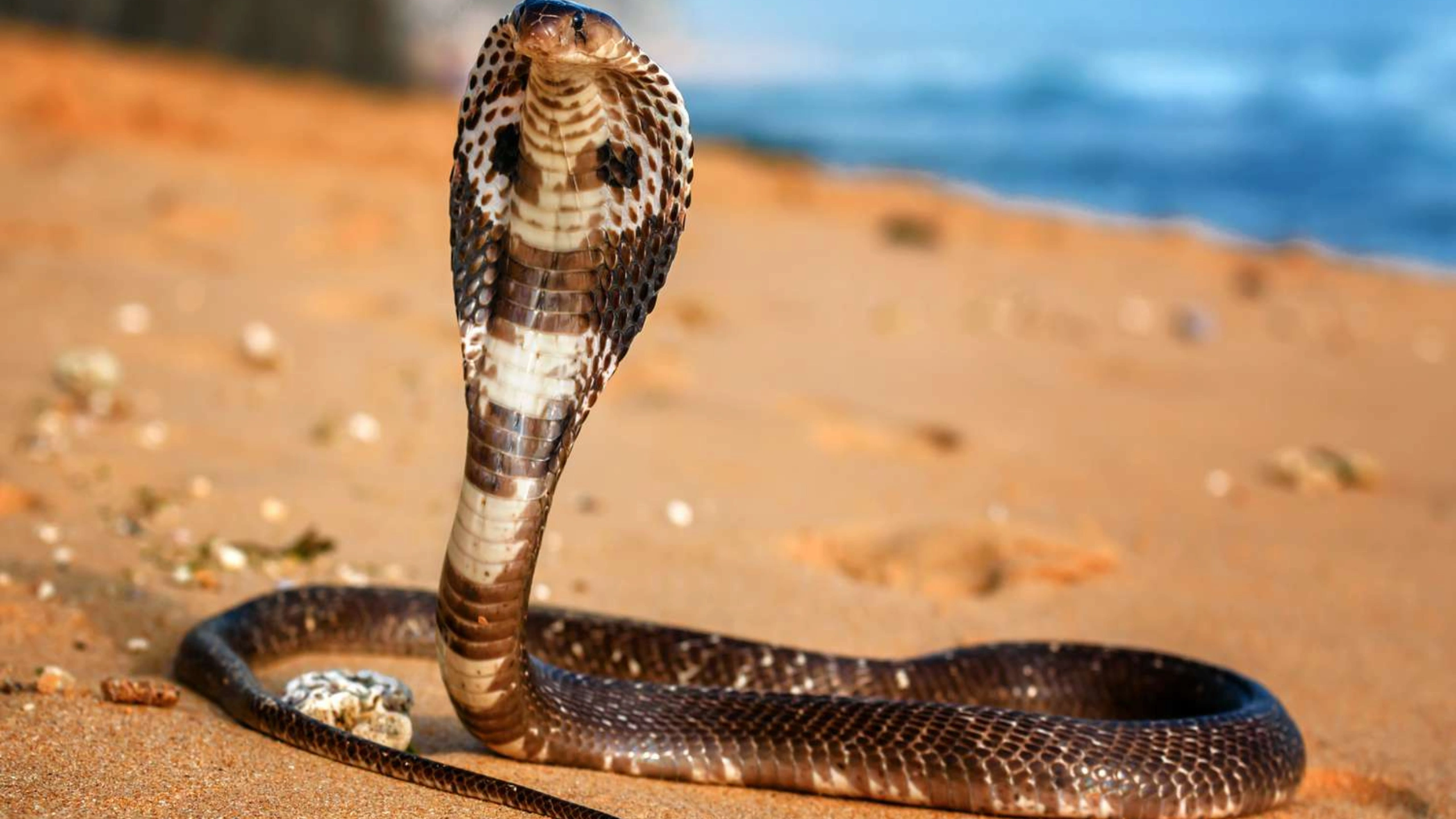 cobra spiritual meaning