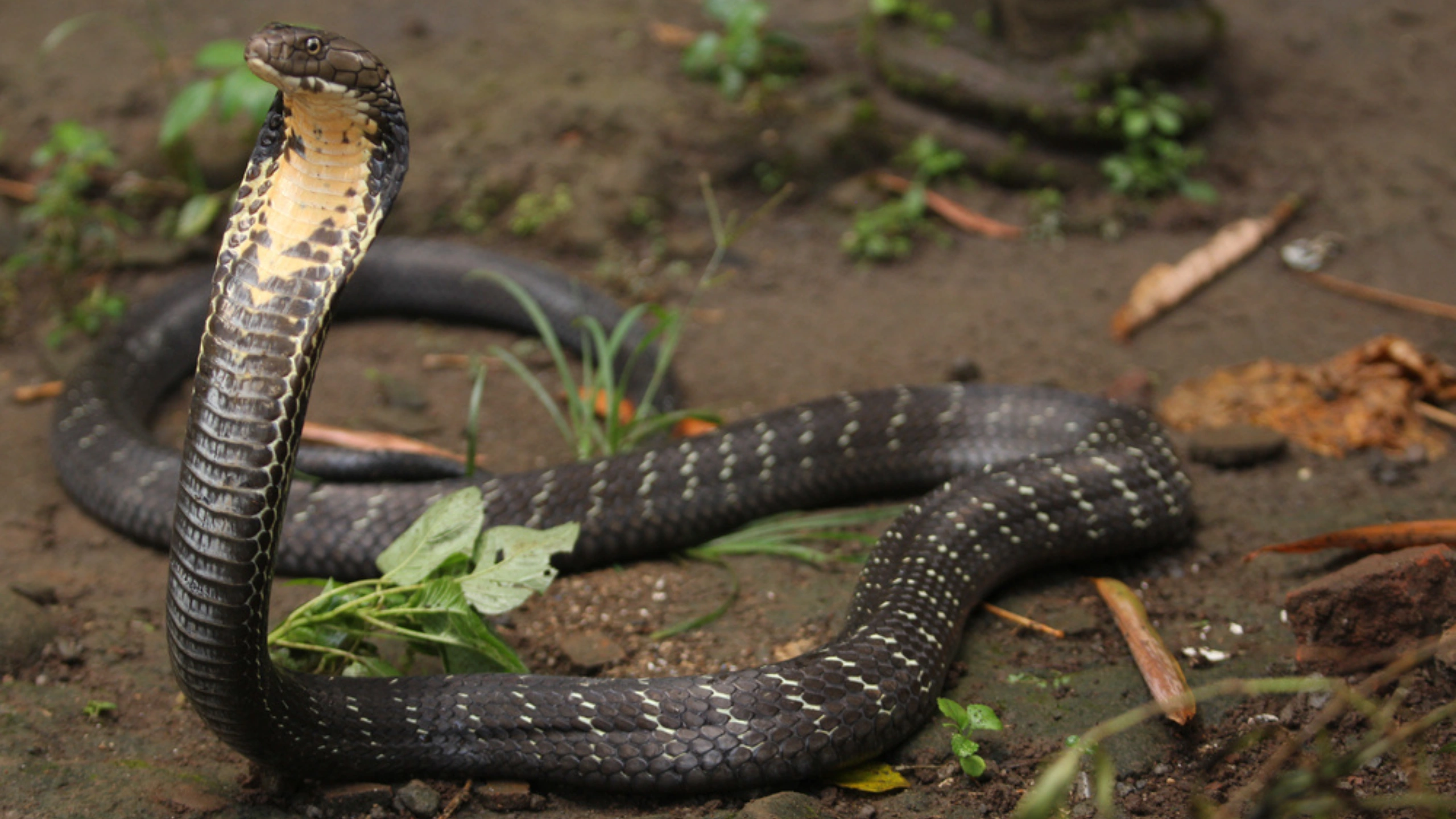 cobra spiritual meaning