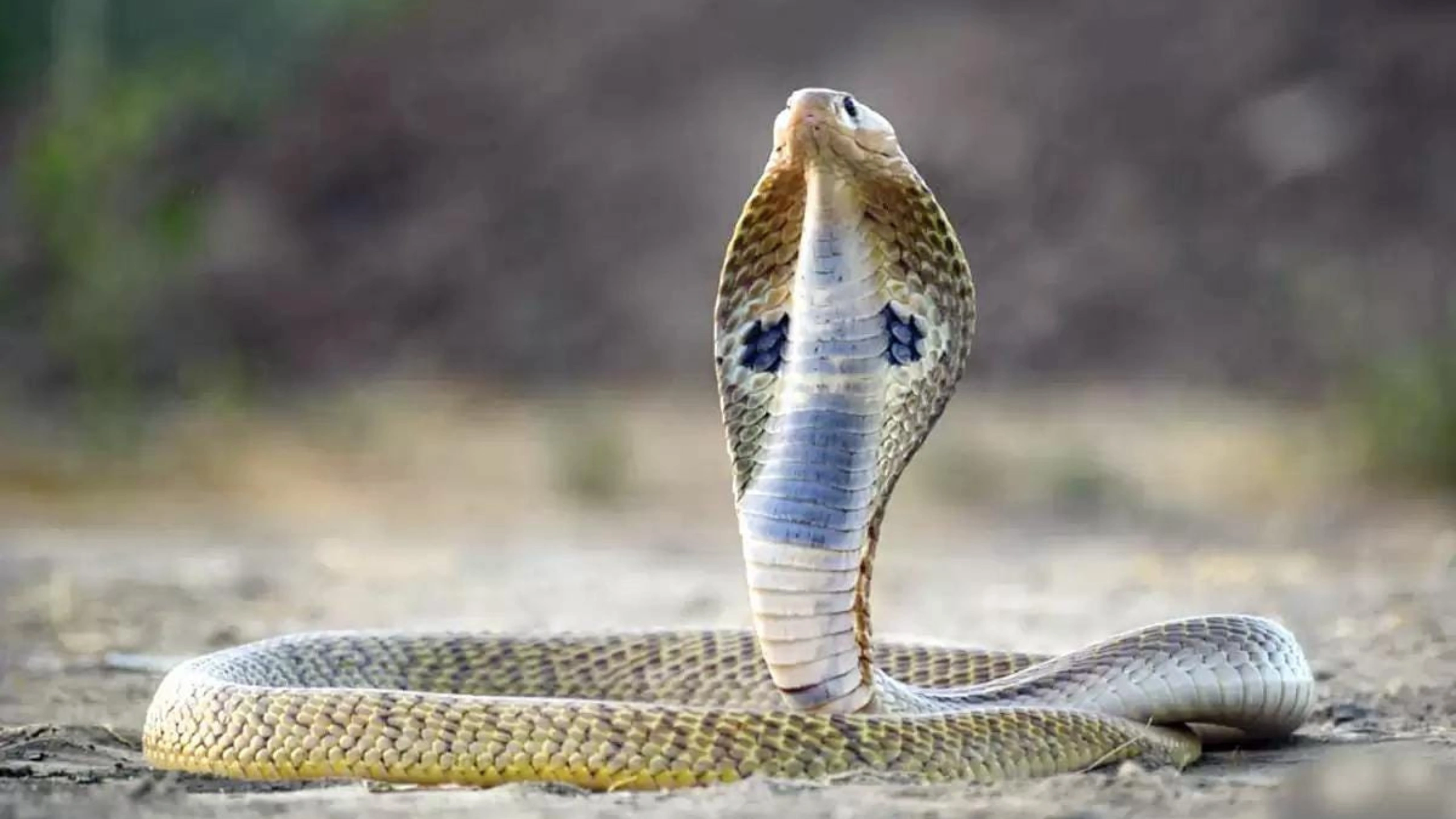cobra spiritual meaning