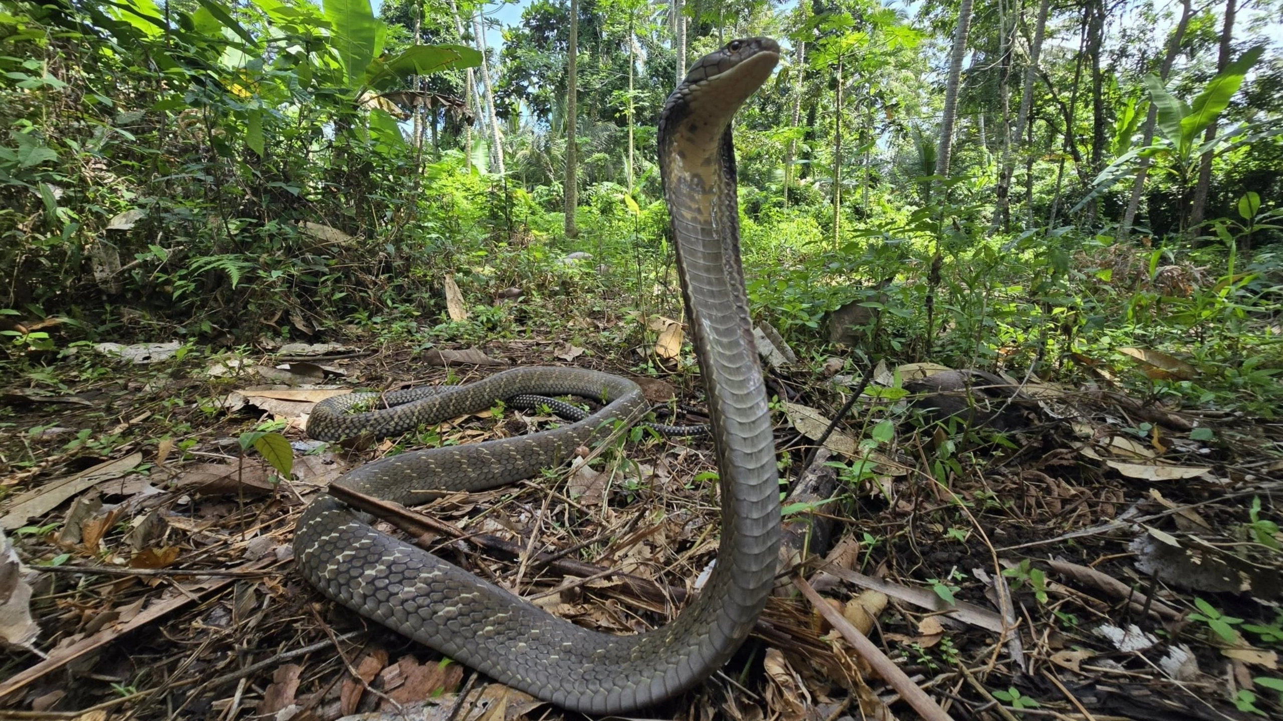 cobra spiritual meaning