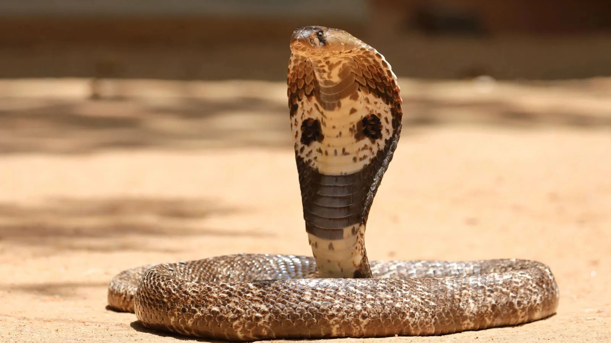 cobra spiritual meaning
