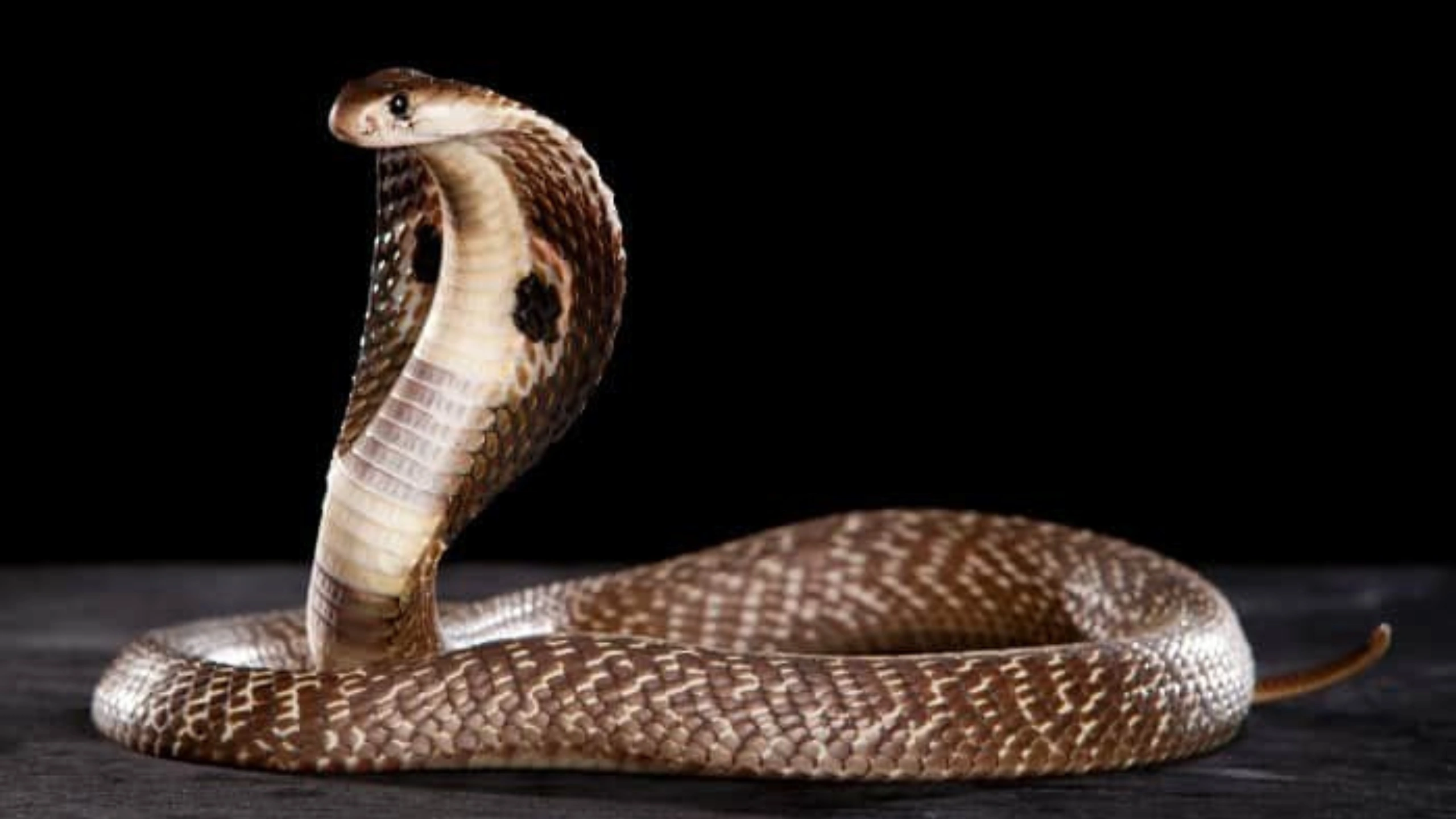 cobra spiritual meaning 