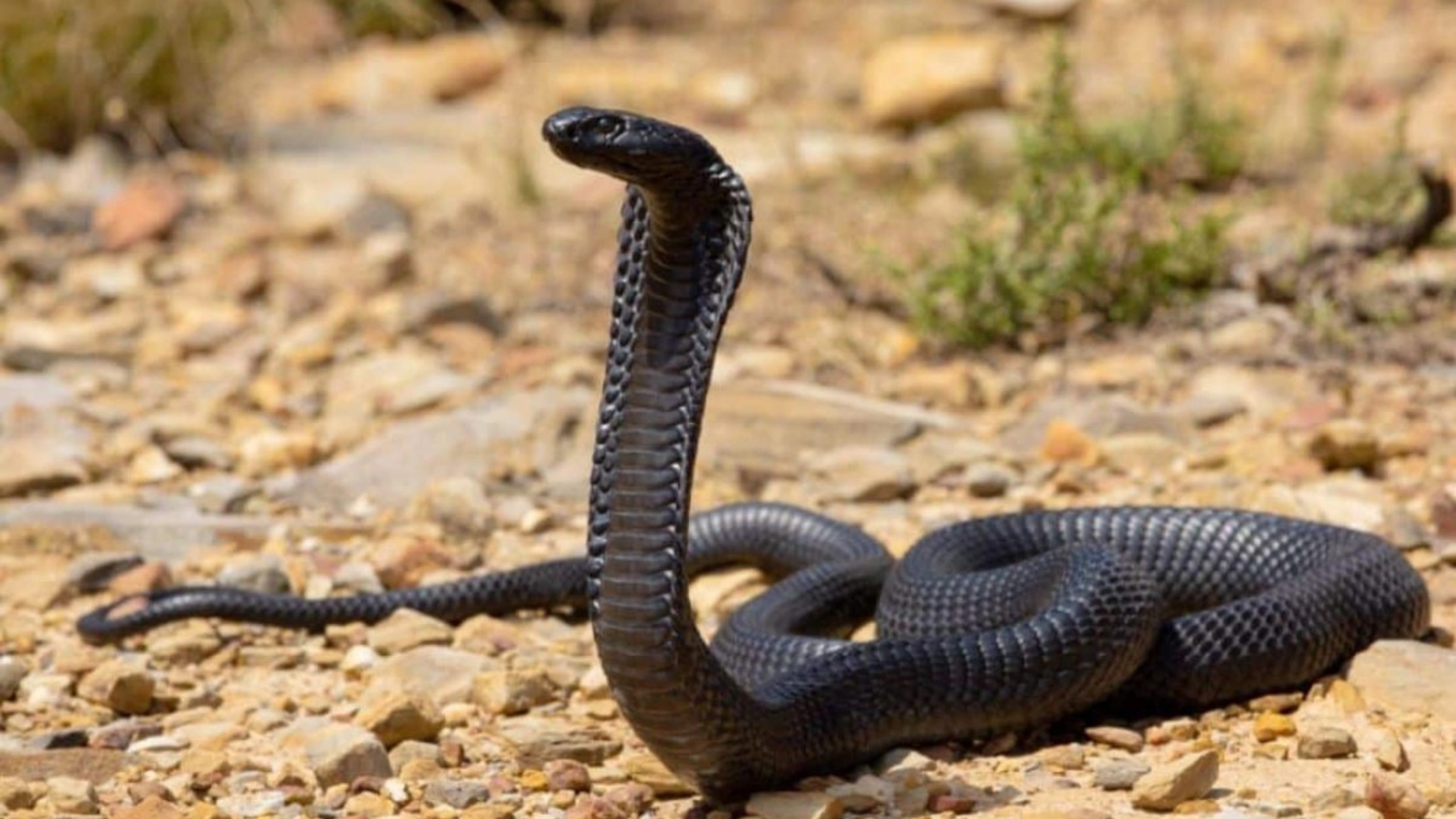 cobra spiritual meaning