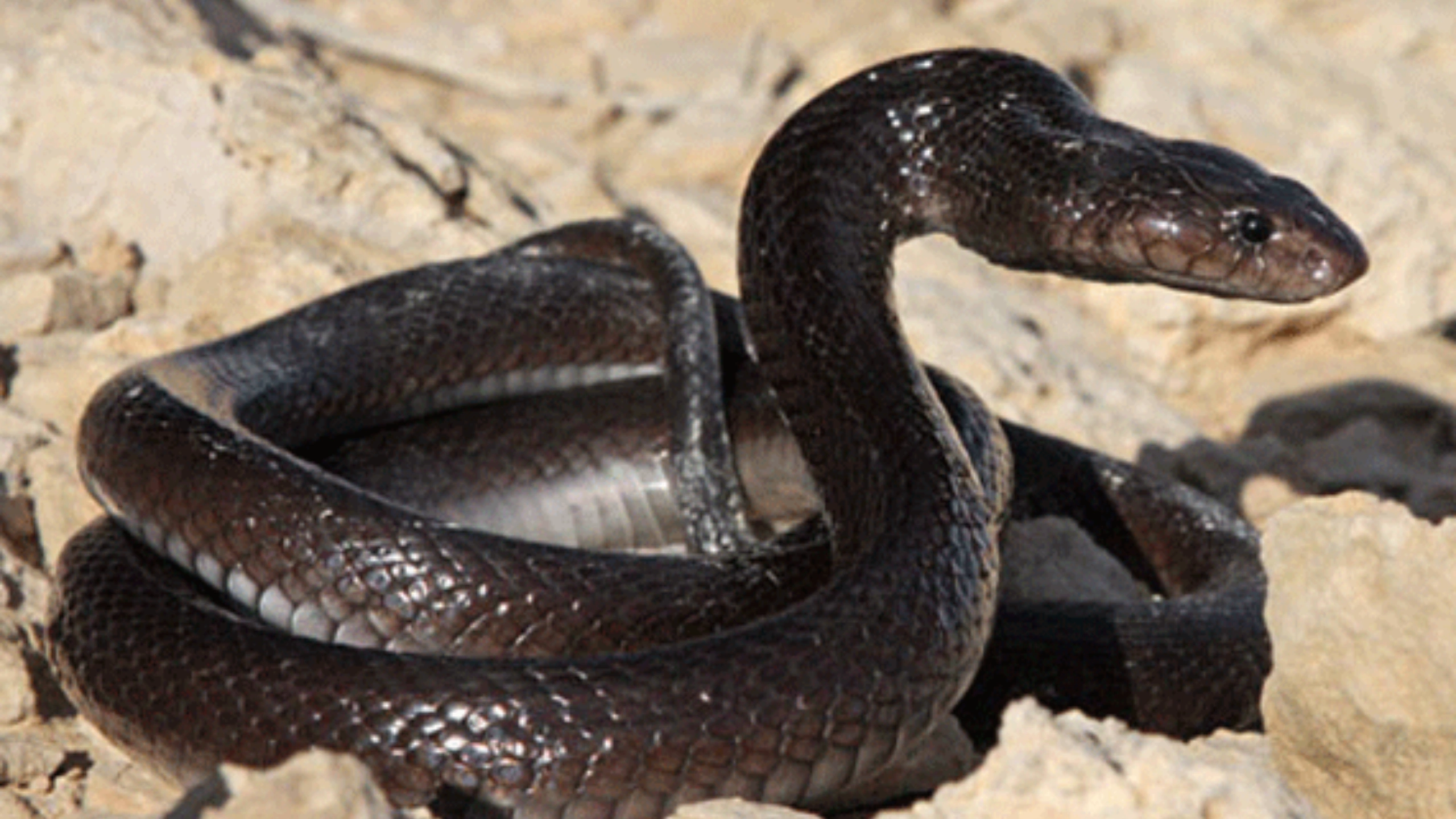 cobra spiritual meaning