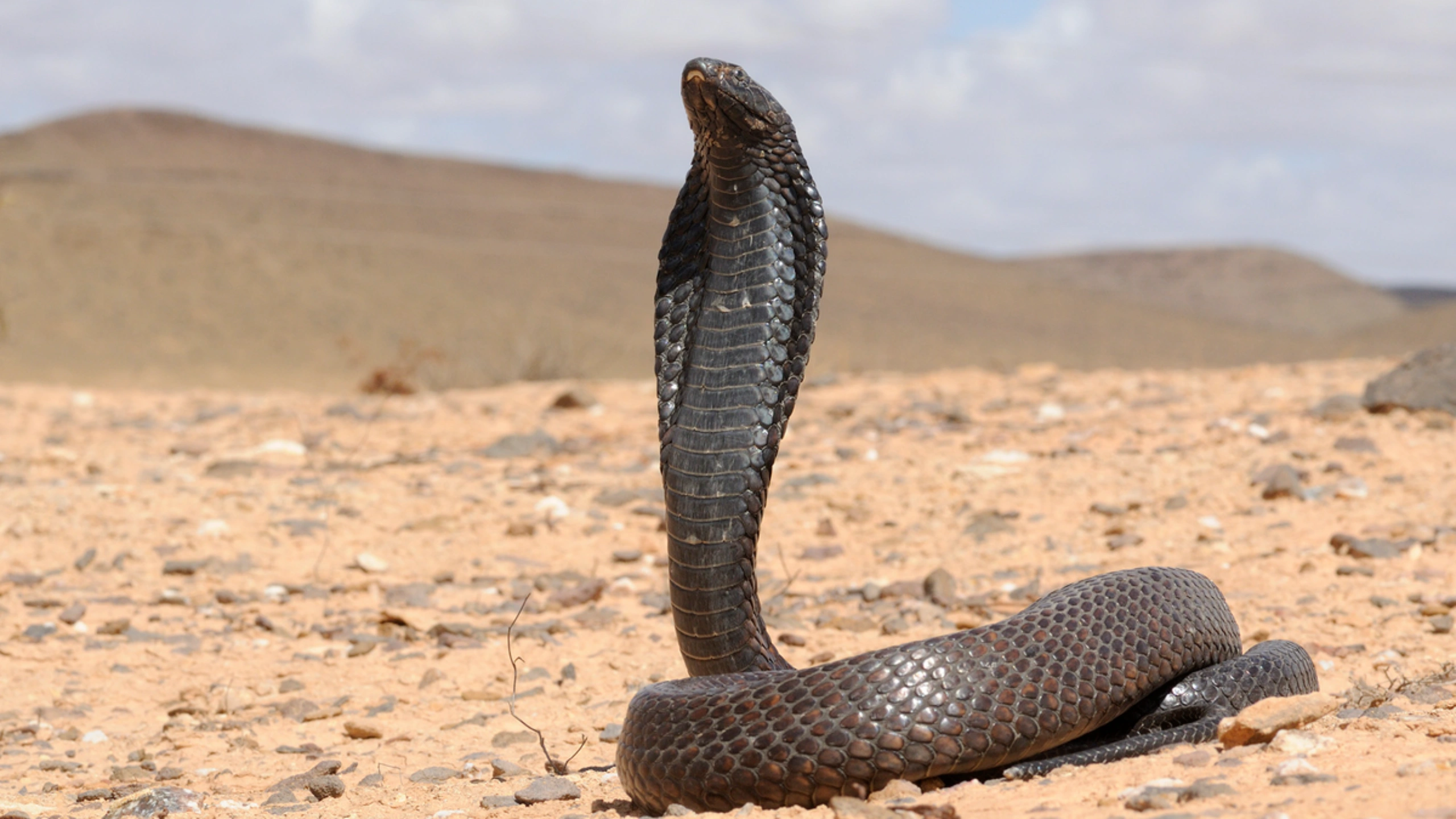 cobra spiritual meaning