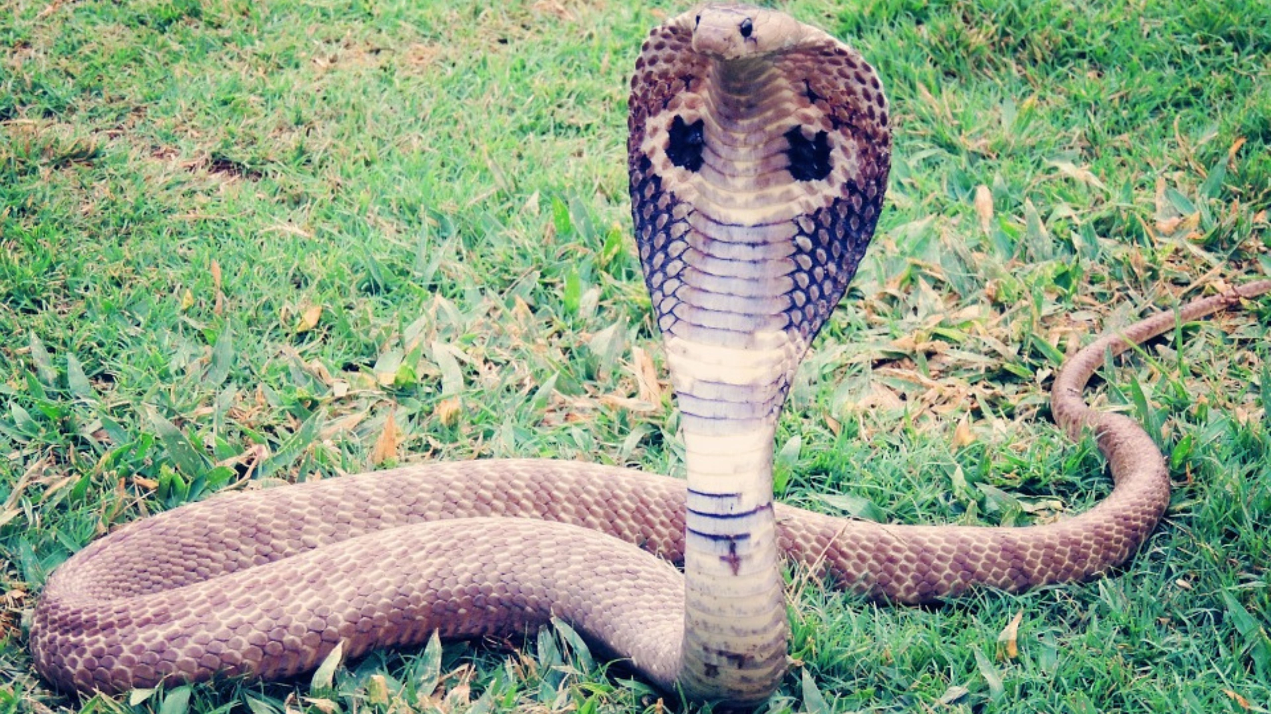 cobra spiritual meaning