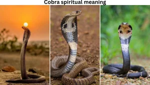 cobra spiritual meaning