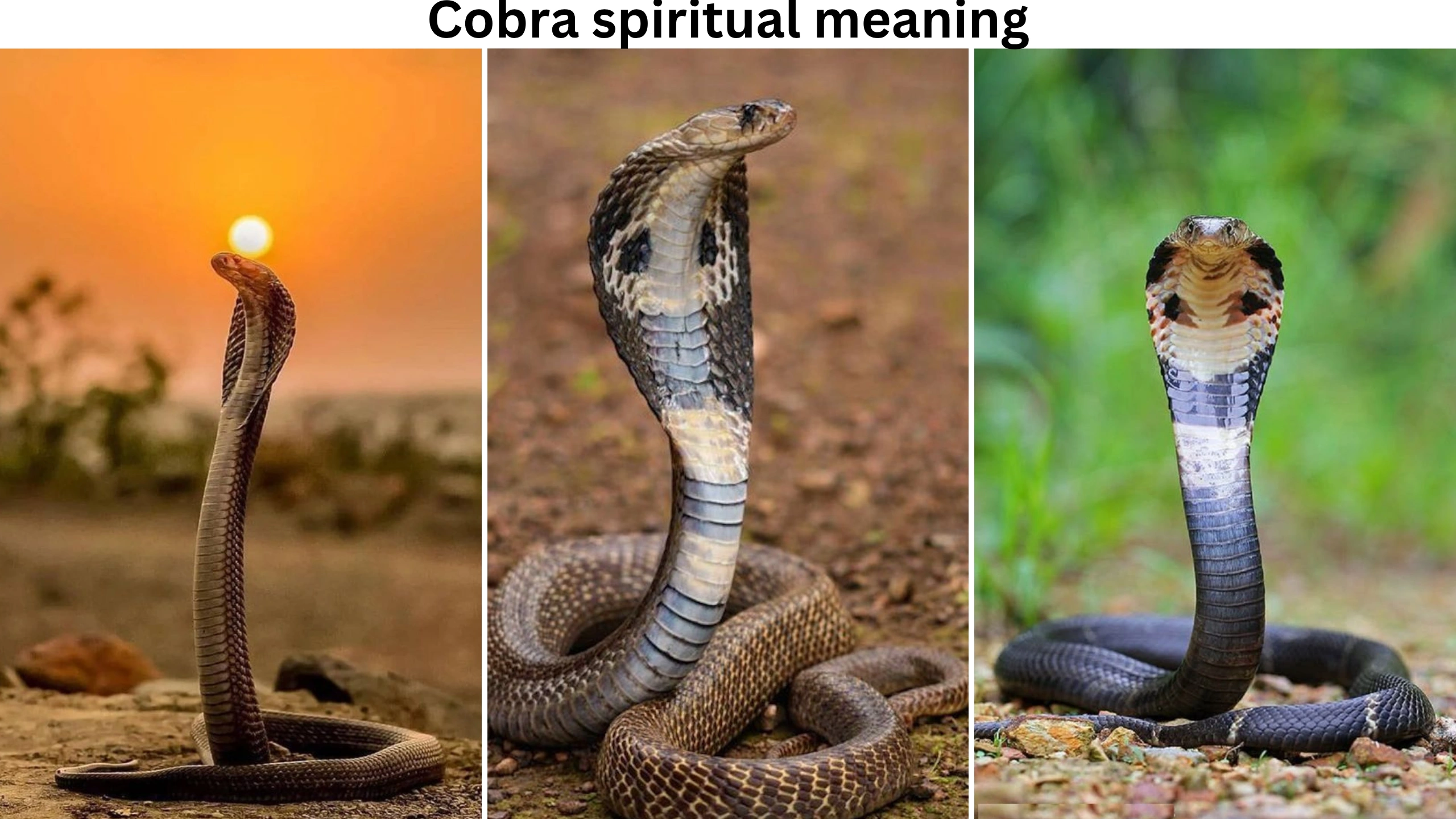 cobra spiritual meaning