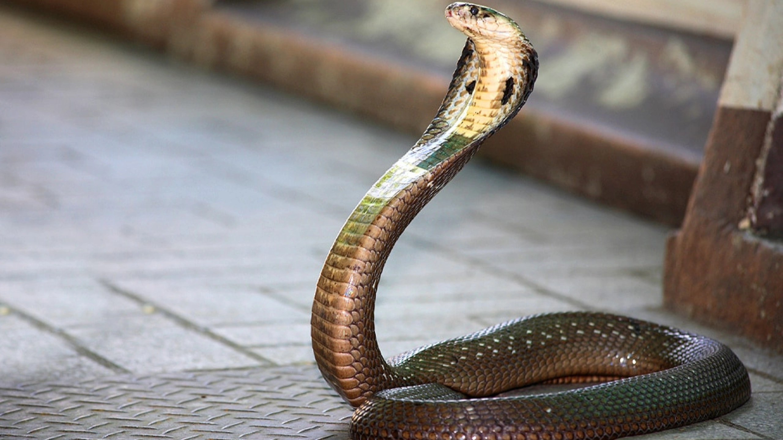 cobra spiritual meaning