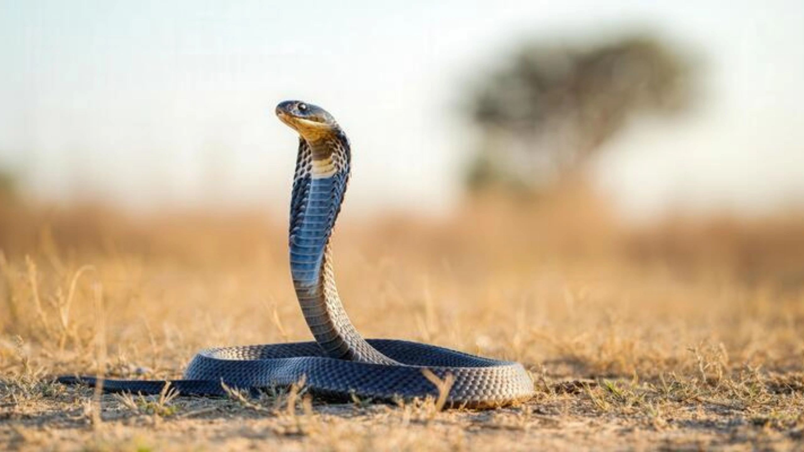 cobra spiritual meaning