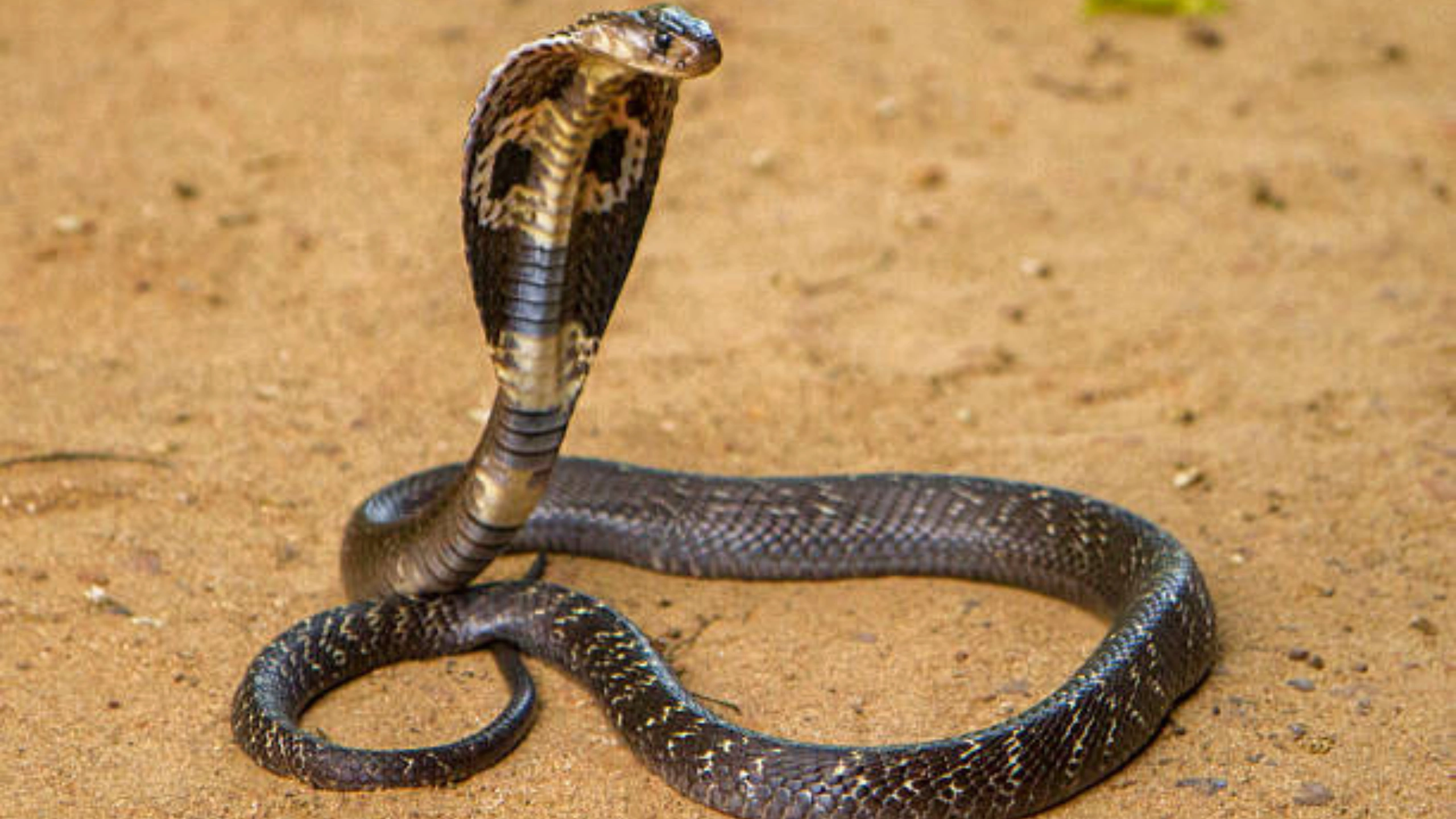 cobra spiritual meaning